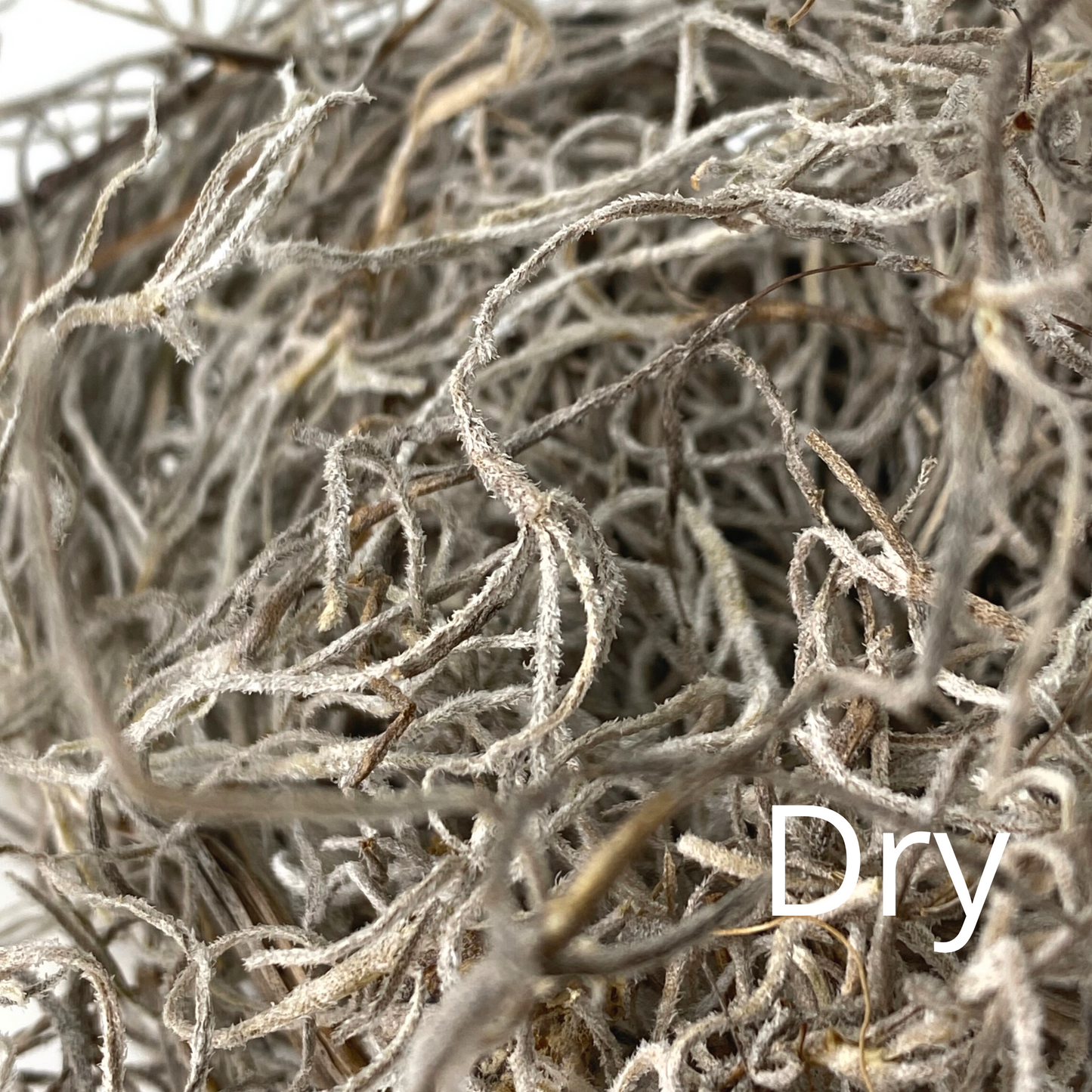 Premium Spanish Moss Mossify