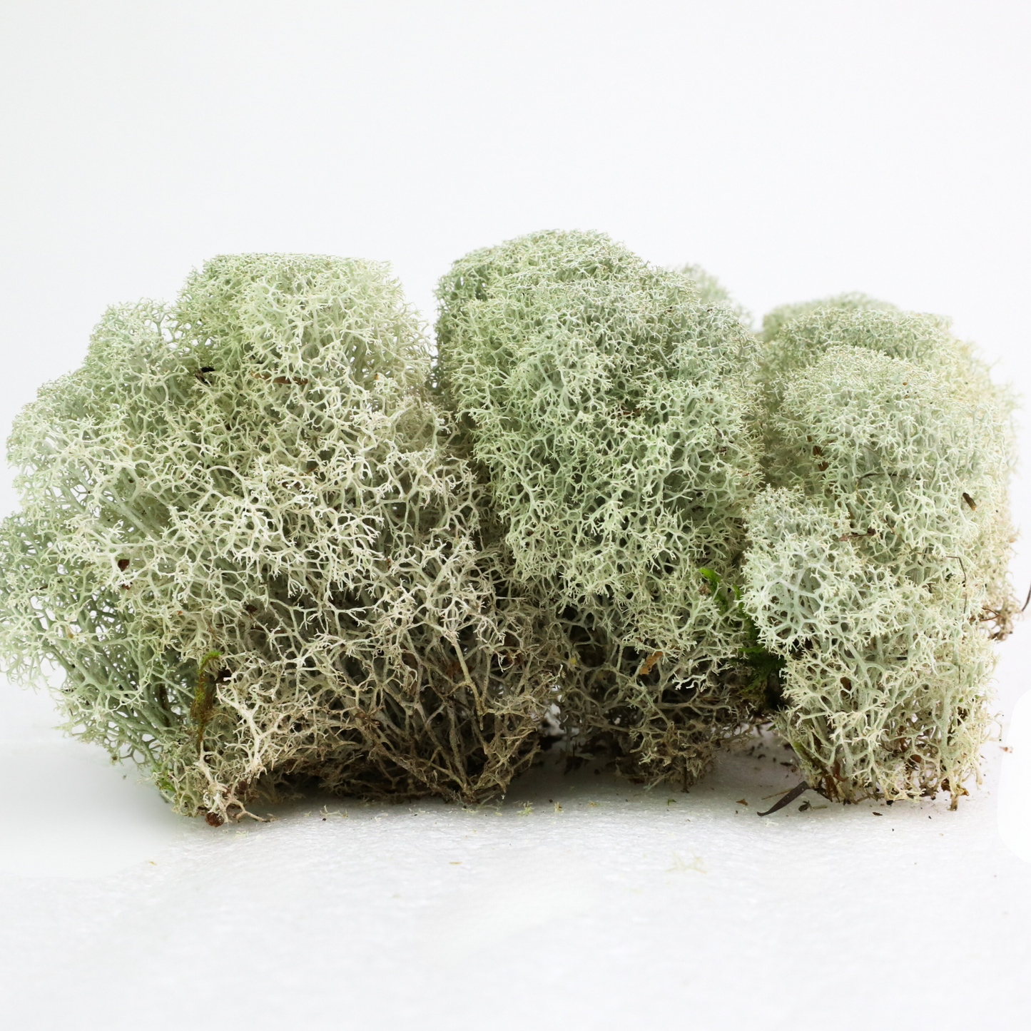 Natural Canadian Reindeer Moss - Revita-Moss Mossify