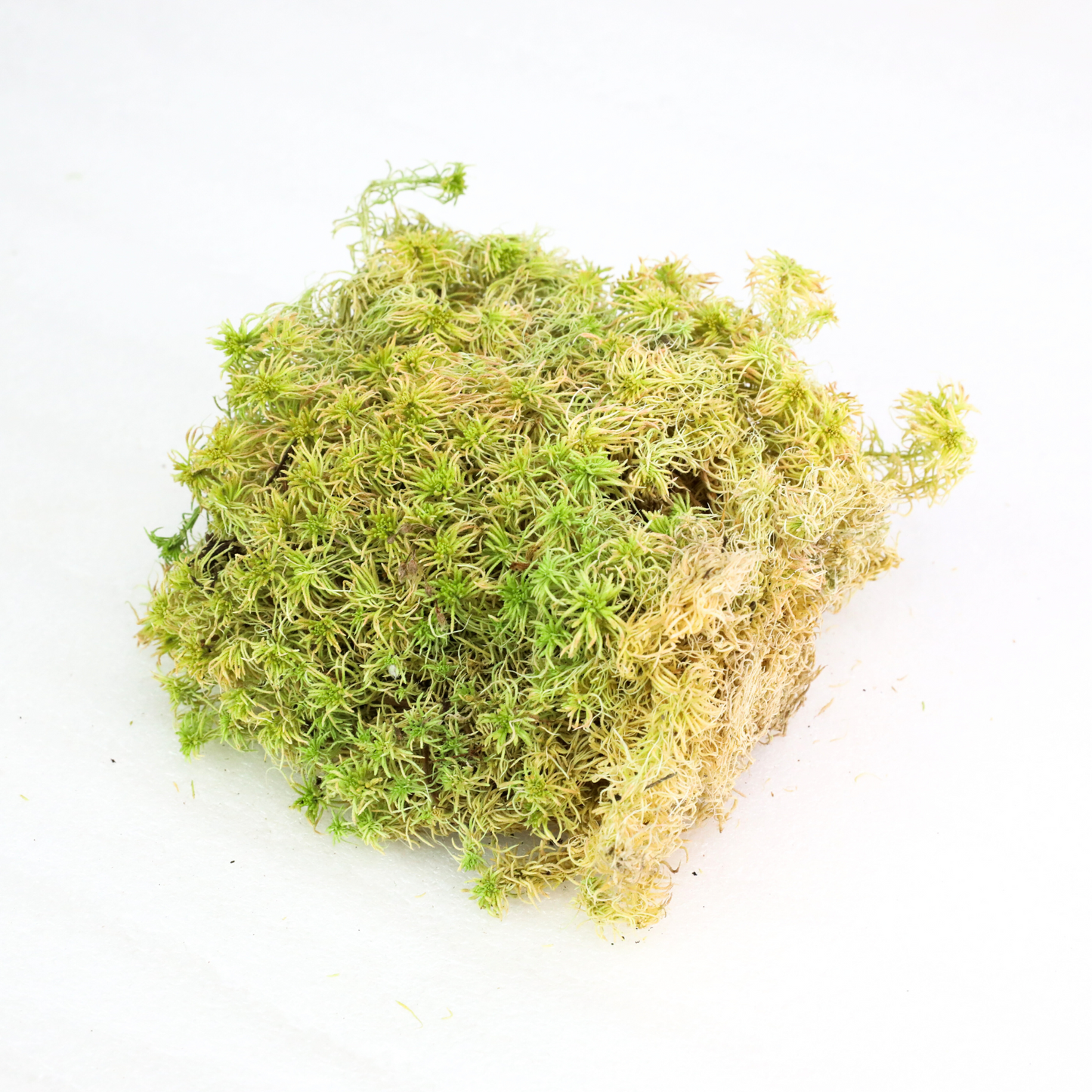 Natural Canadian Sphagnum Moss - Revita-Moss Mossify