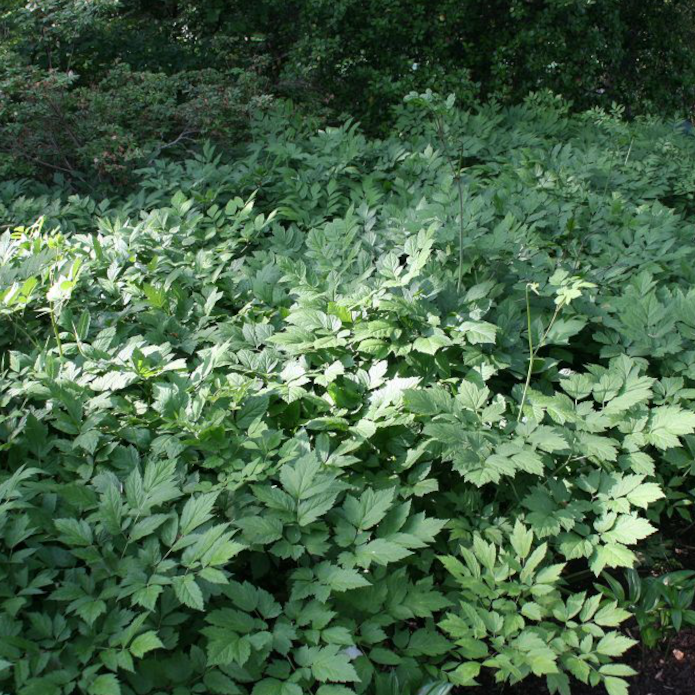 Semences - Actée à grappes noires Akène, culture forestière