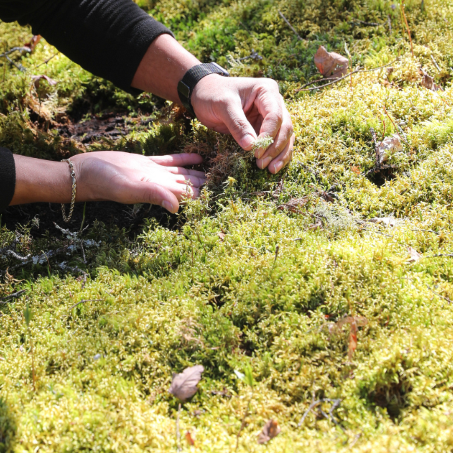 Natural Canadian Forest Moss - Revita-Moss (Pleurozium schreberi) Mossify