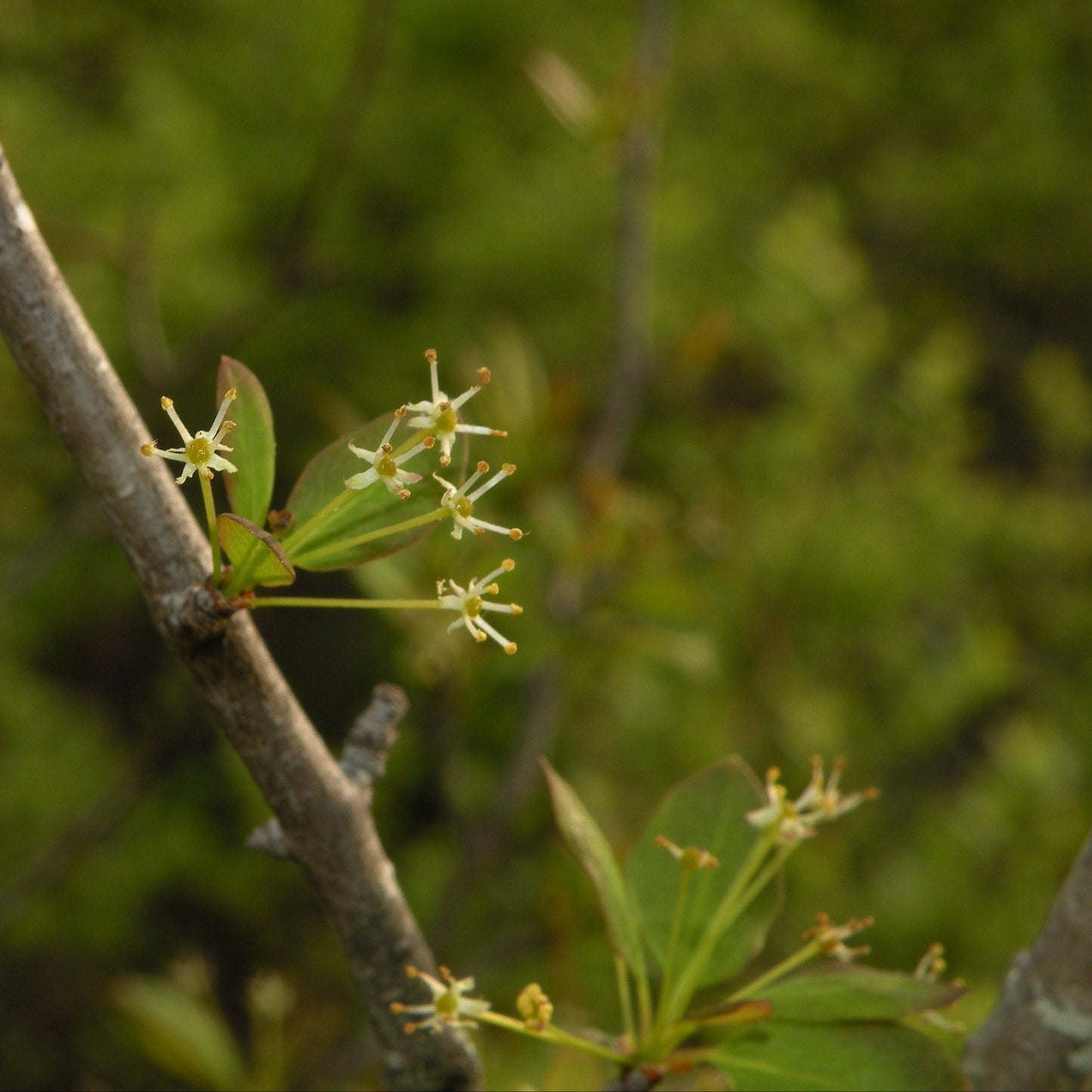 Semences - Némopanthe mucroné (Faux houx) Akène, culture forestière