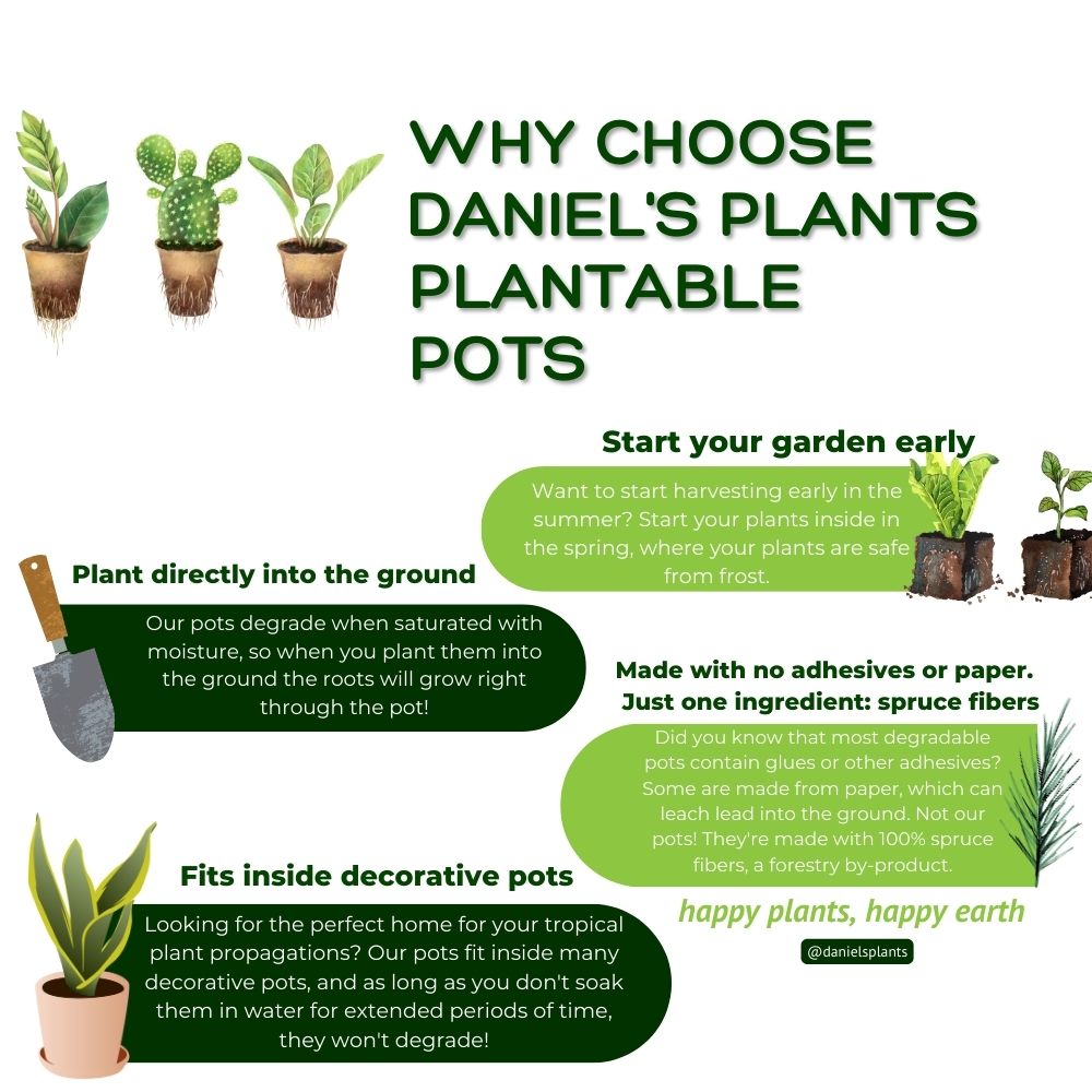 4" Naked Pots | Plantable Seed Starter Pots - Organic & Biodegradable Daniel's Plants