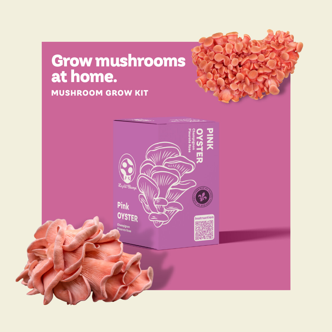 Pink Oyster Mushroom Kit Le Petit Champi