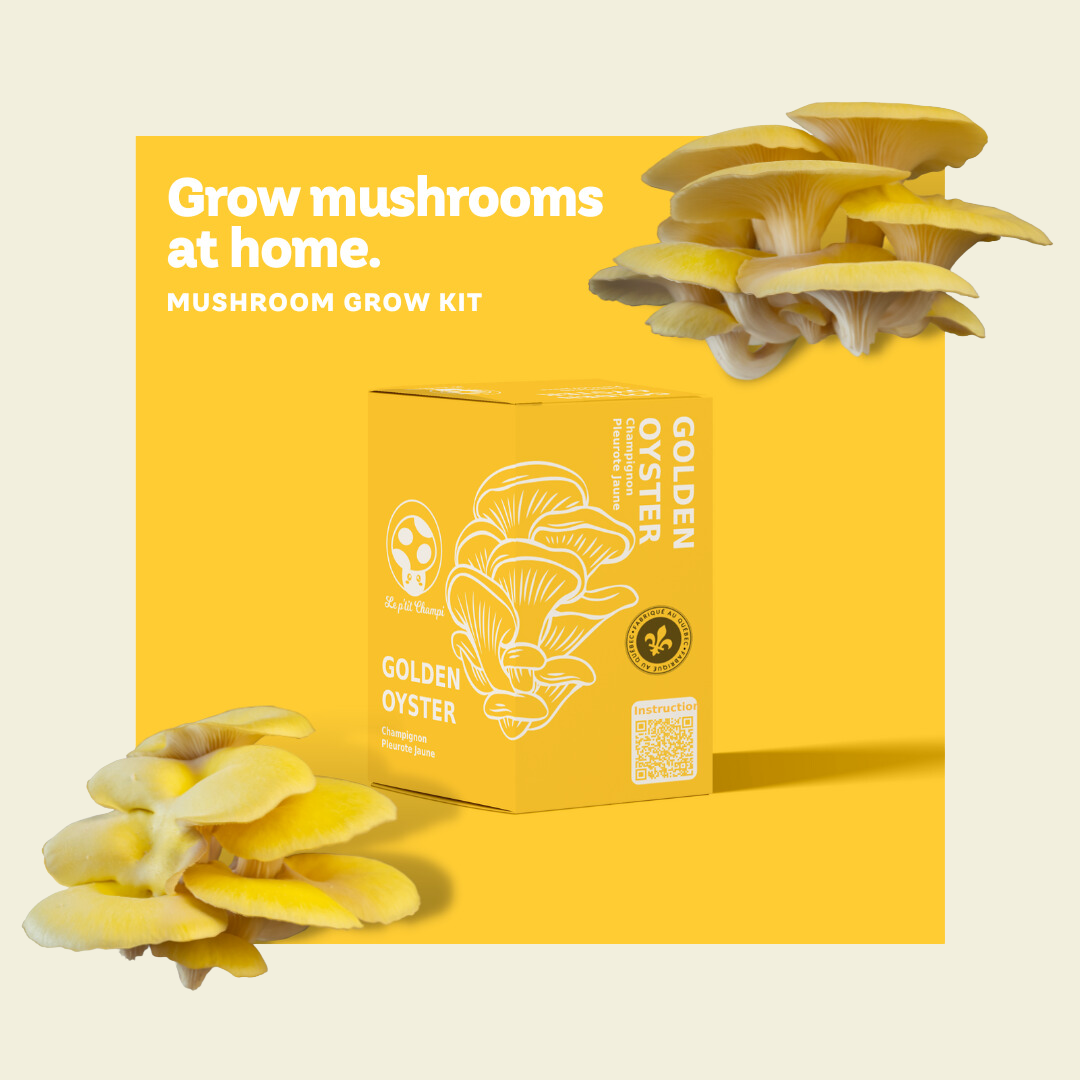 Golden Oyster Mushroom Kit Le Petit Champi