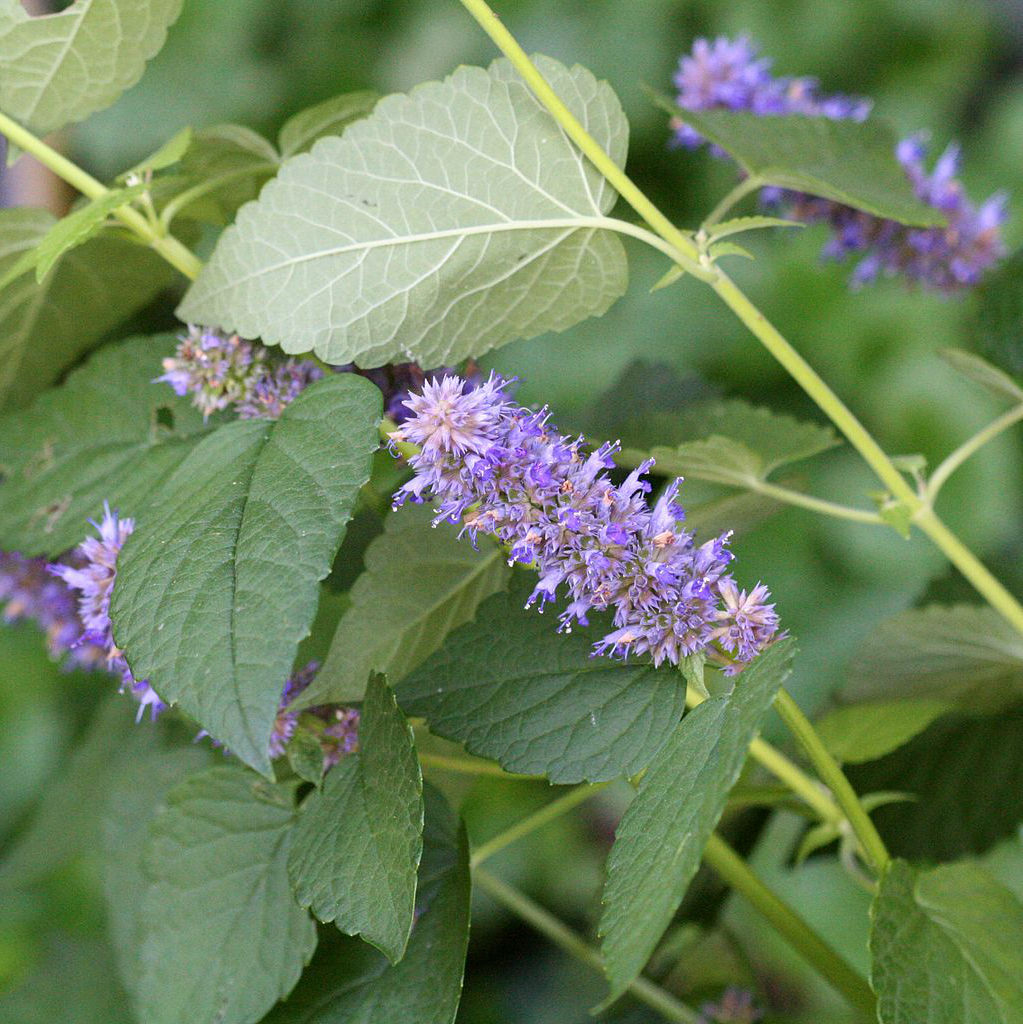 Semences - Agastache fenouil Akène, culture forestière