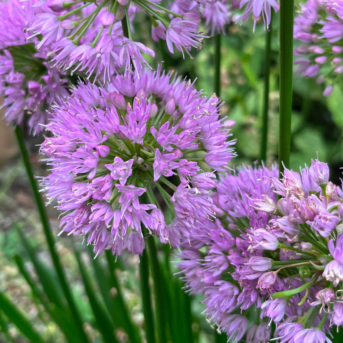 Semences - Ail étoilé Akène, culture forestière