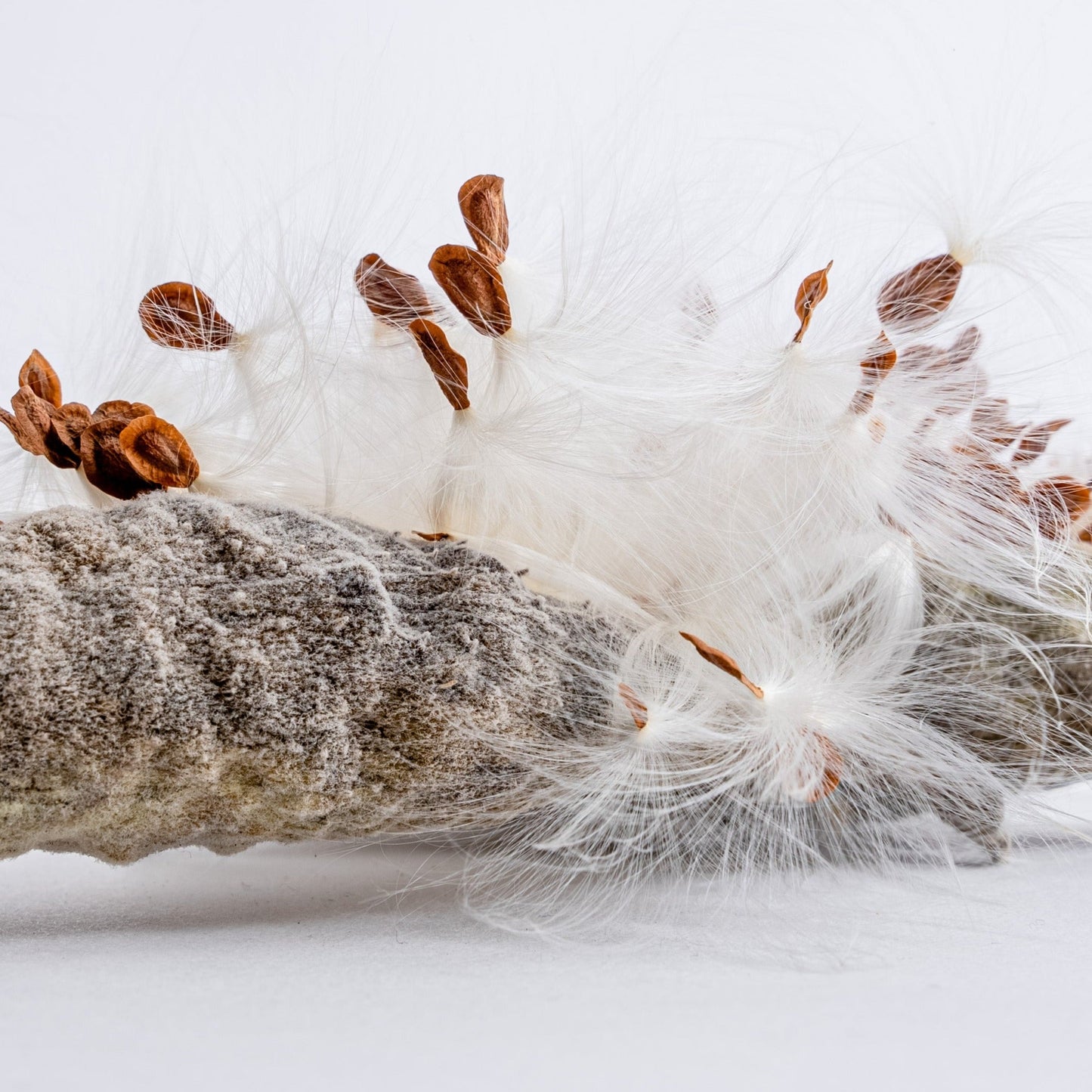 Semences - Asclépiade commune Akène, culture forestière