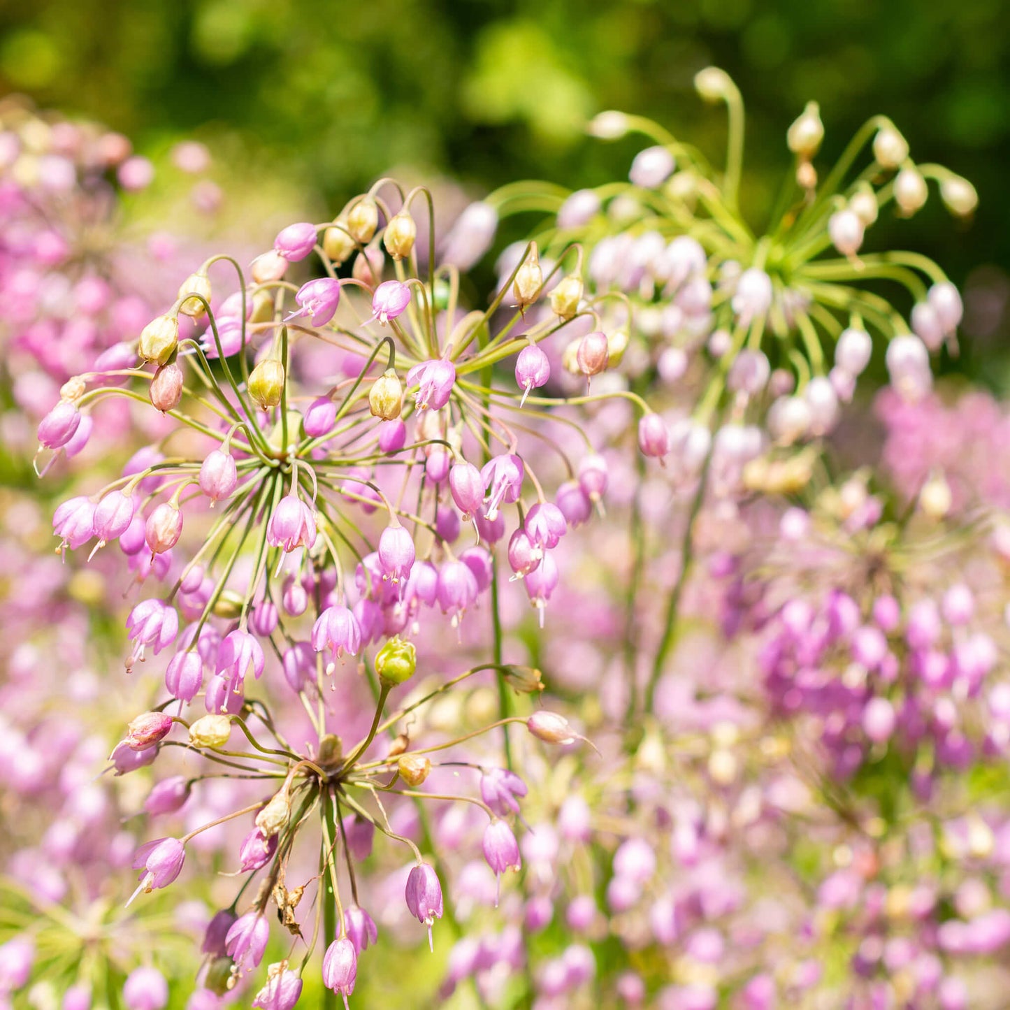 Semences - Ail penché Akène, culture forestière