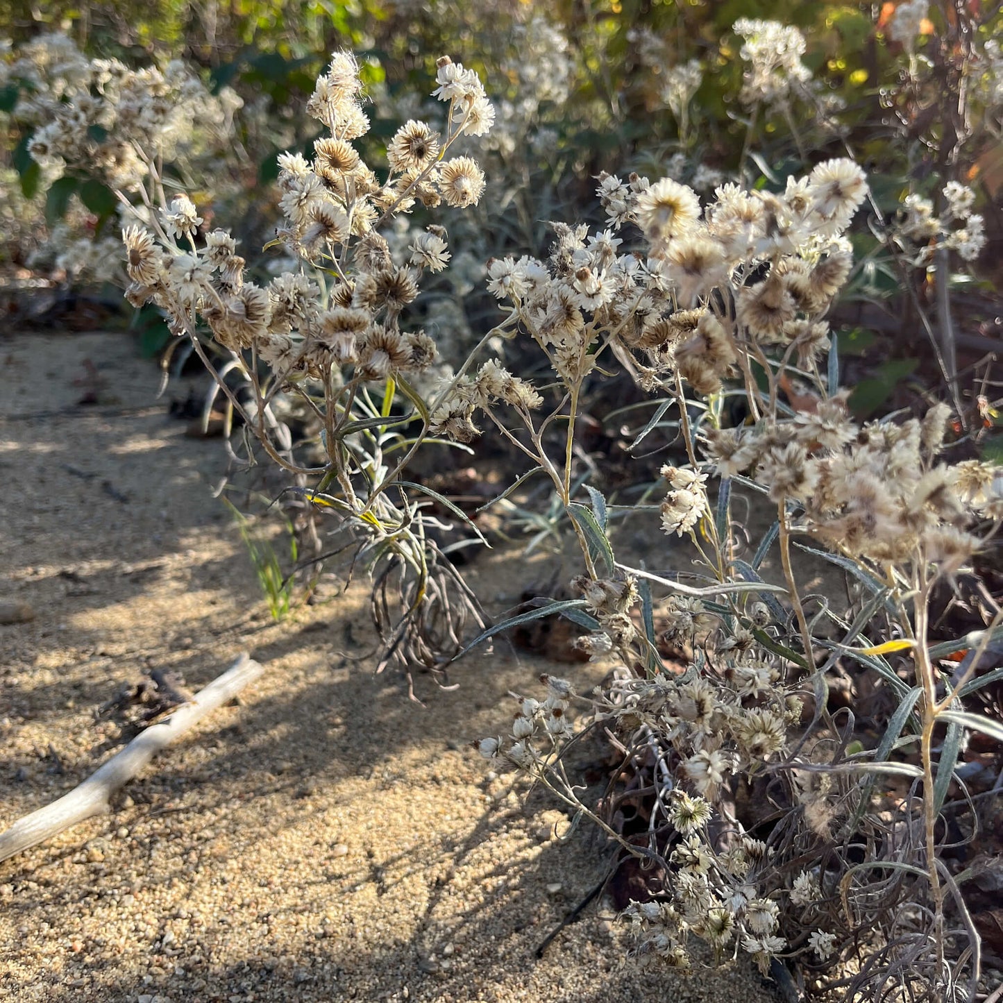 Semences - Immortelle blanche Akène, culture forestière
