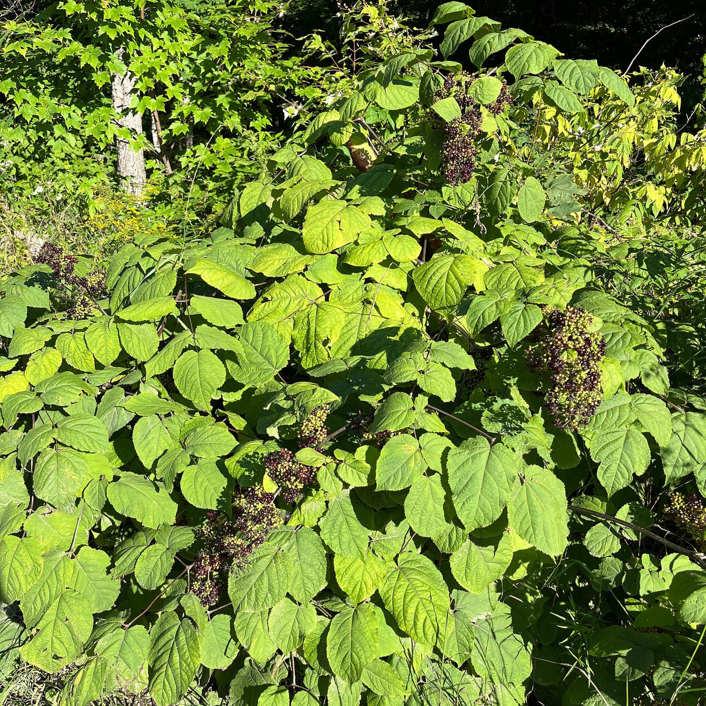 Semences - Aralie à grappes Akène, culture forestière