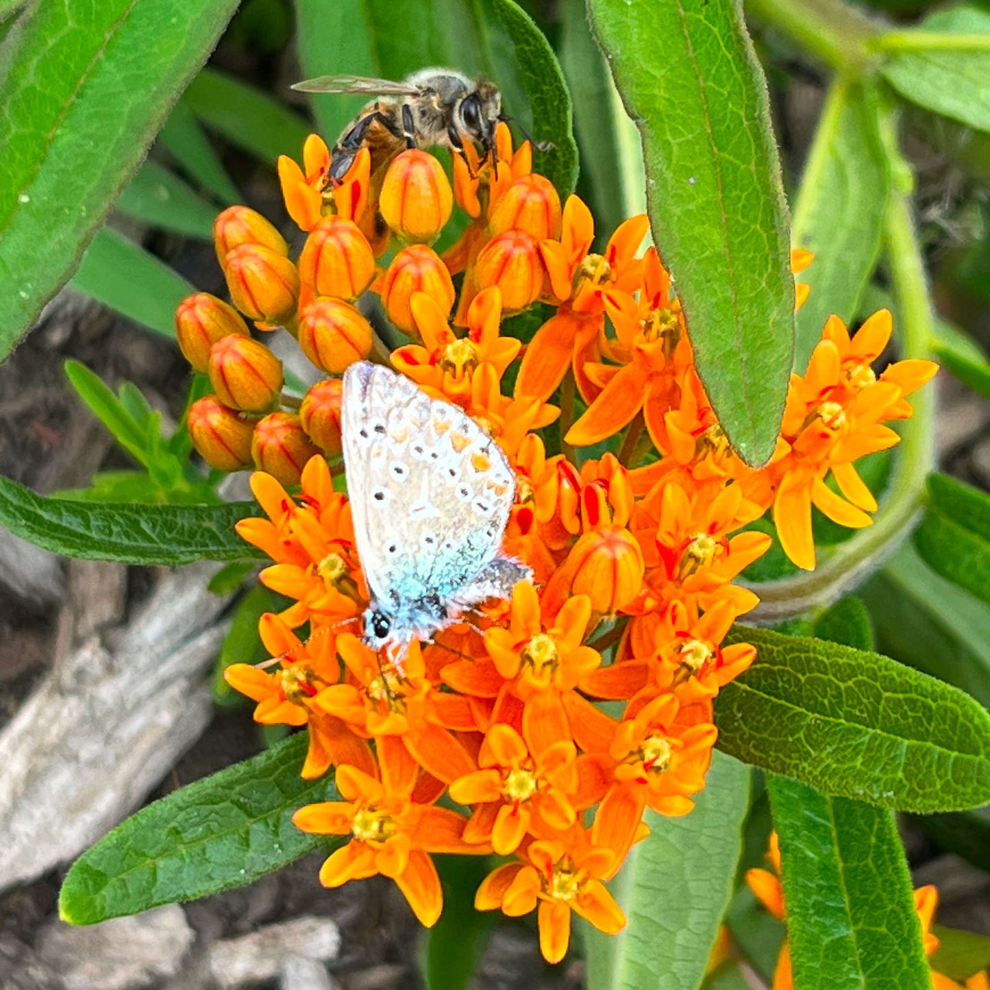 Semences - Asclépiade tubéreuse Akène, culture forestière