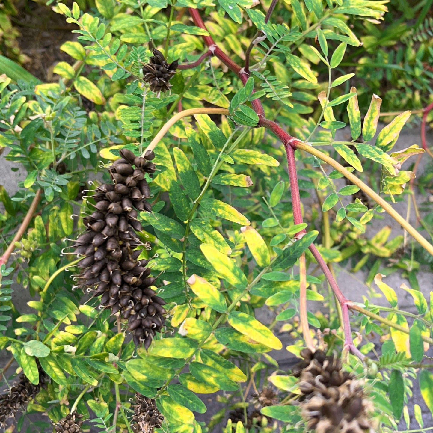 Semences - Astragale du Canada Akène, culture forestière