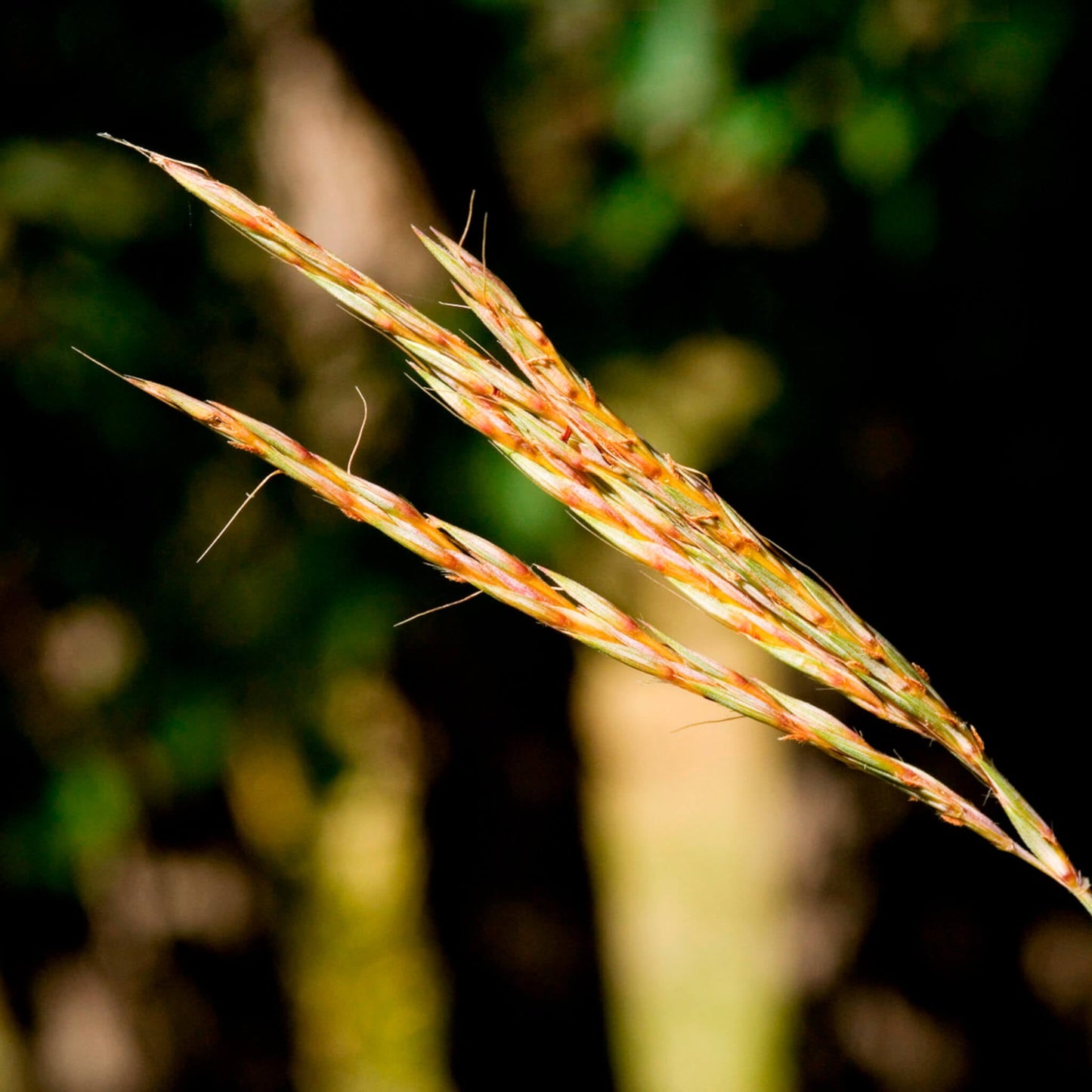 Semences Akene - Barbon de Gérard Akène, culture forestière