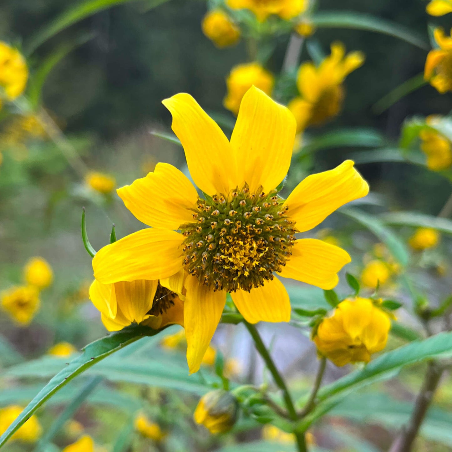 Semences - Bident penché Akène, culture forestière