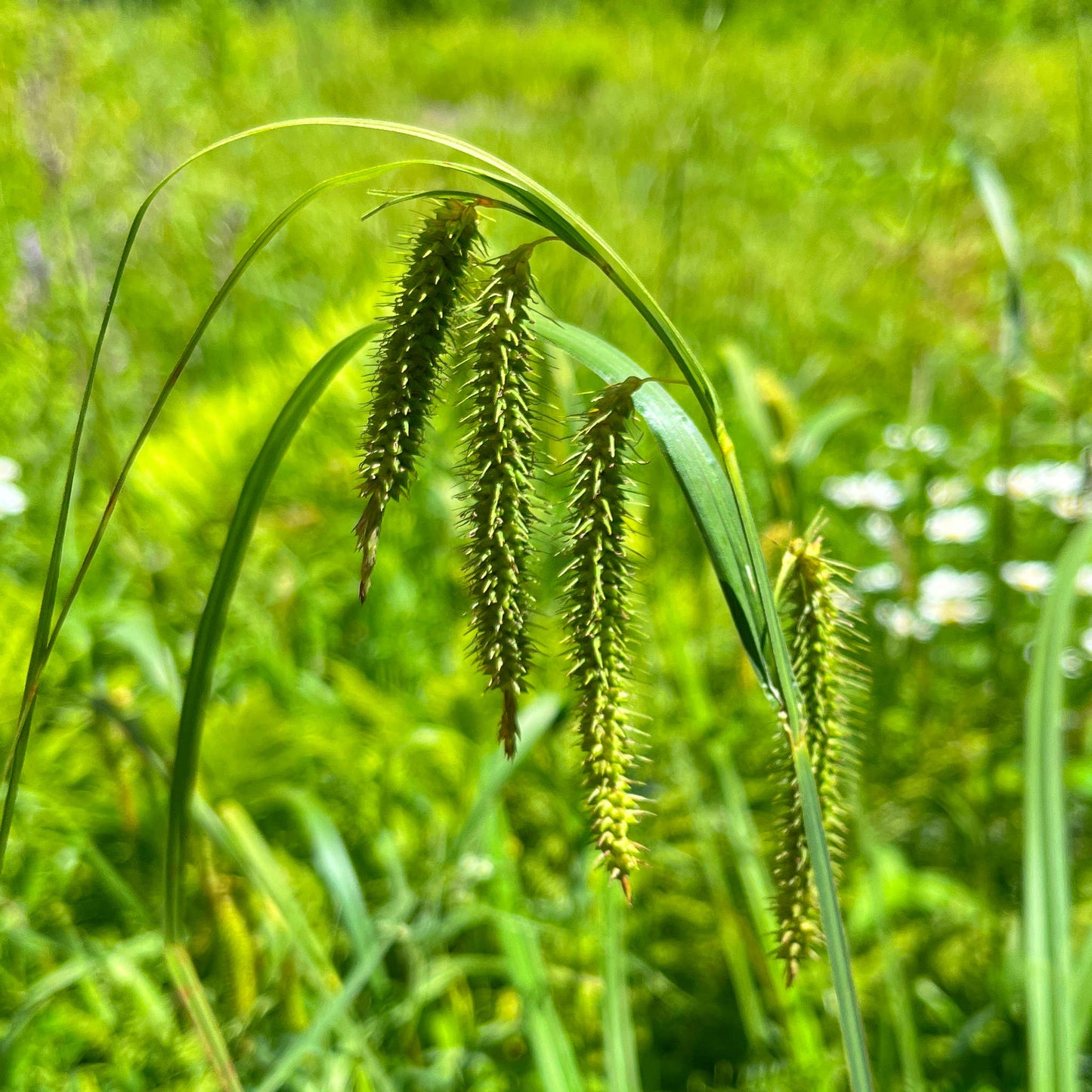 Semences - Carex crépu Akène, culture forestière