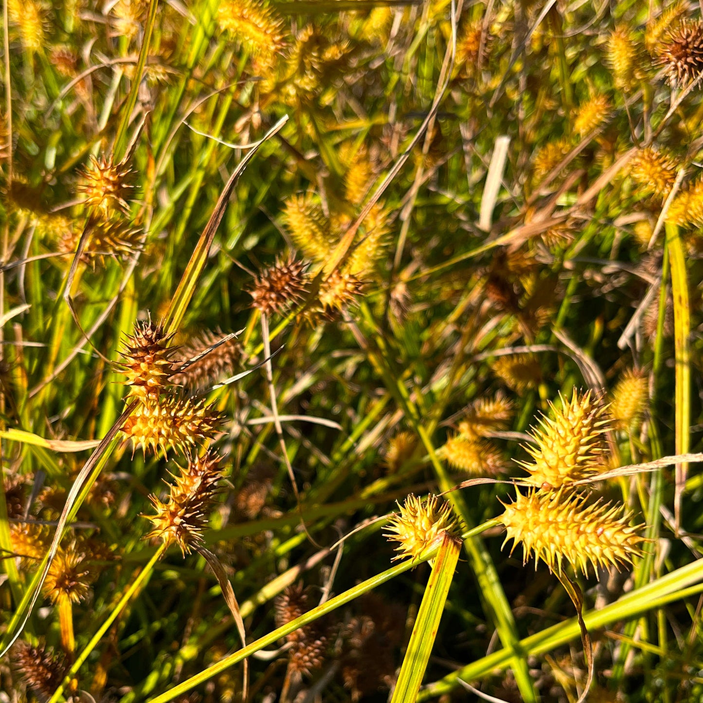 Semences - Carex luisant Akène, culture forestière