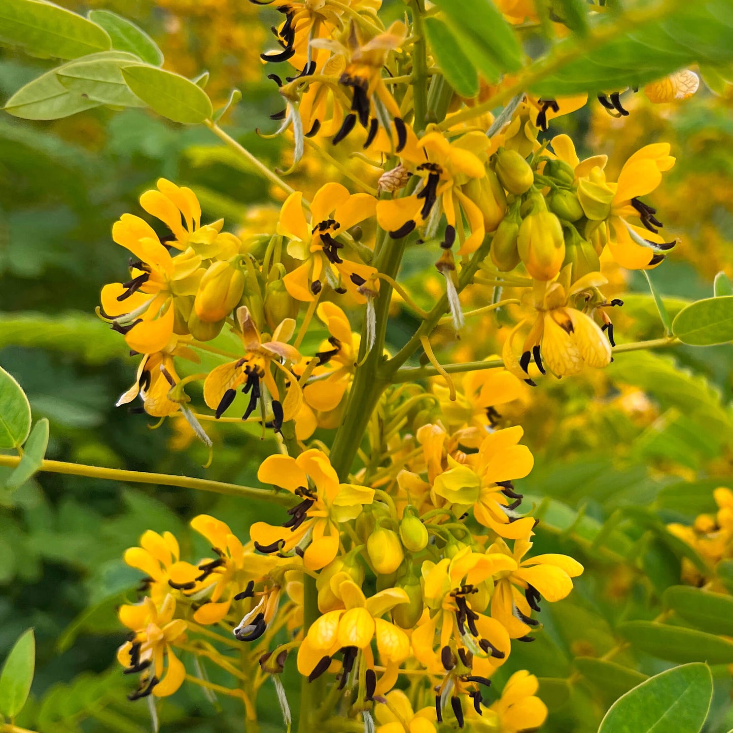 Semences Akene - Casse à fruits velus Akène, culture forestière