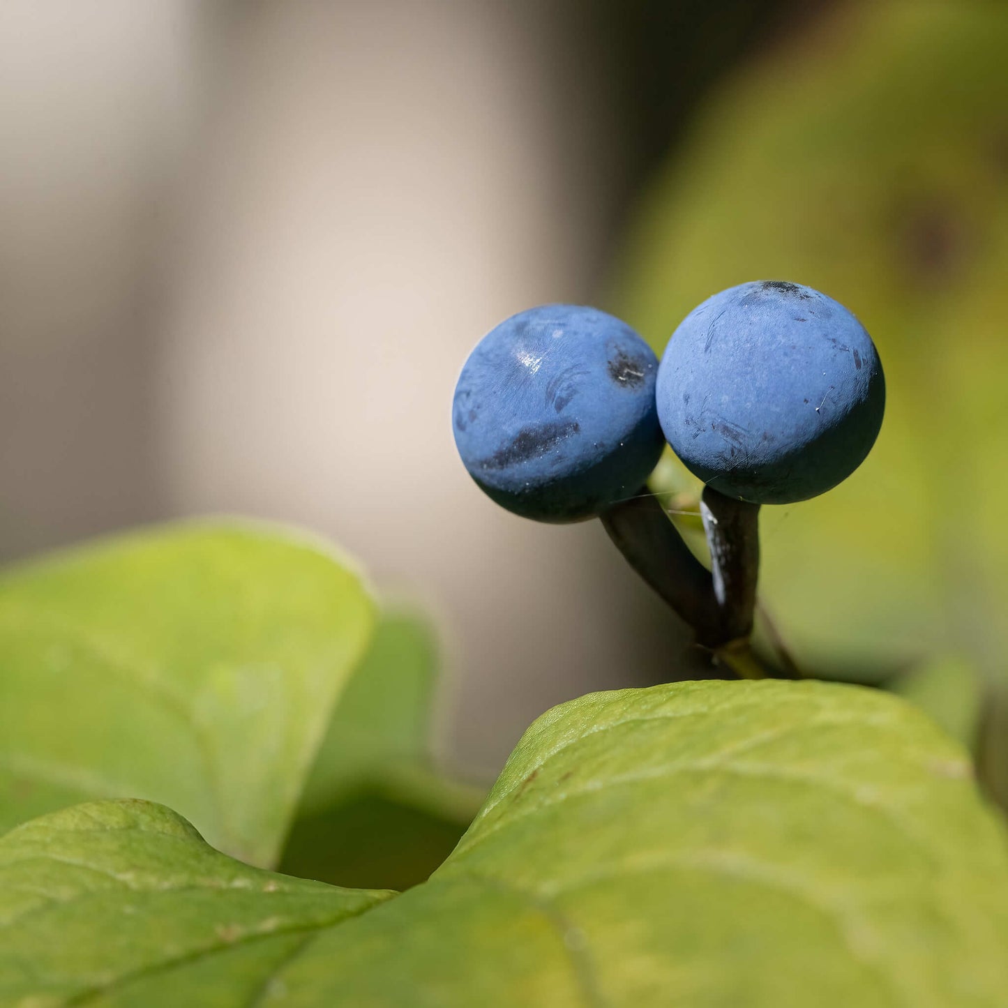 Semences stratifiées - Caulophylle faux-pigamon Akène, culture forestière