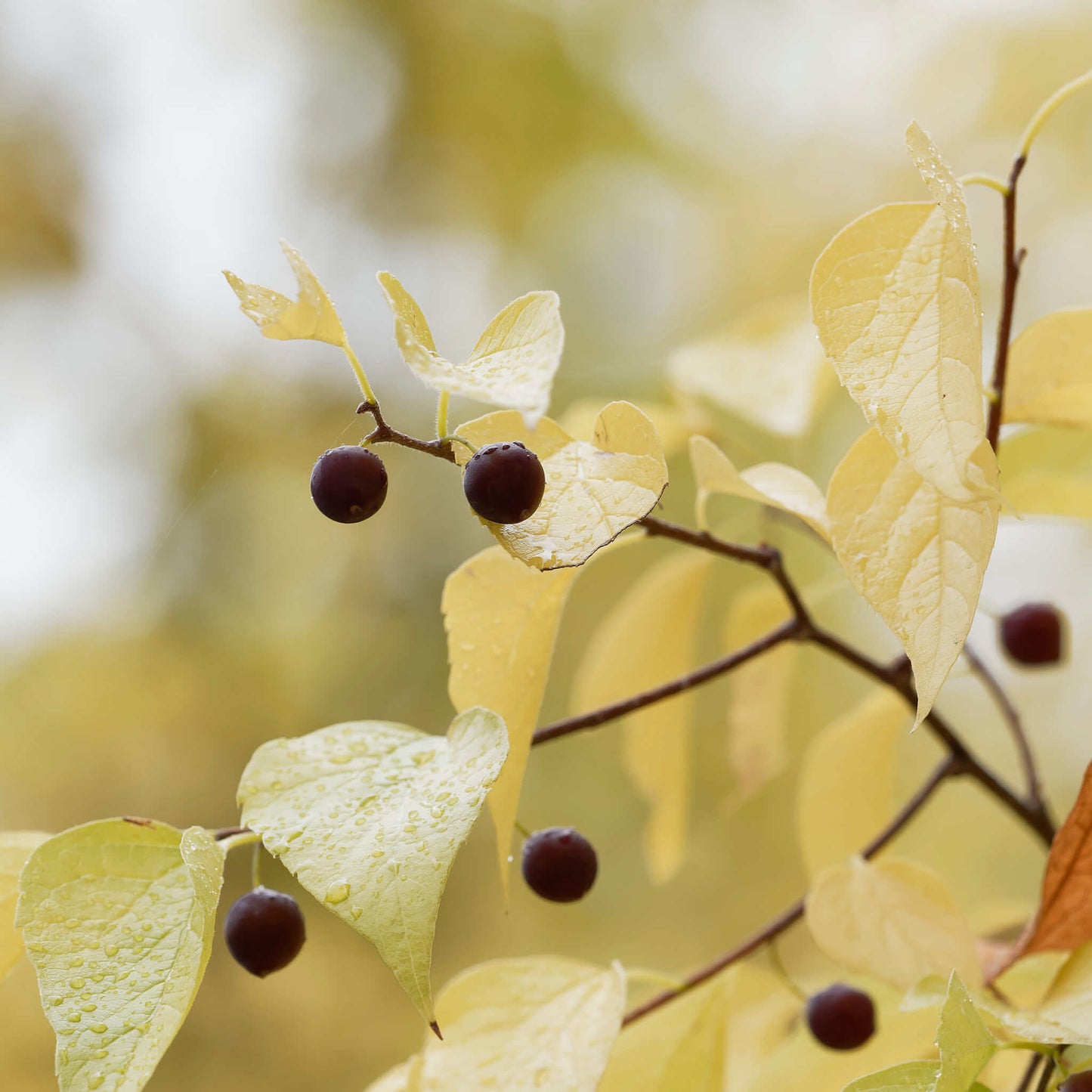 Semences - Micocoulier occidental Akène, culture forestière