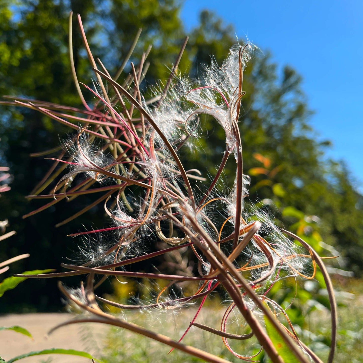 Semences - Épilobe à feuilles étroites Akène, culture forestière