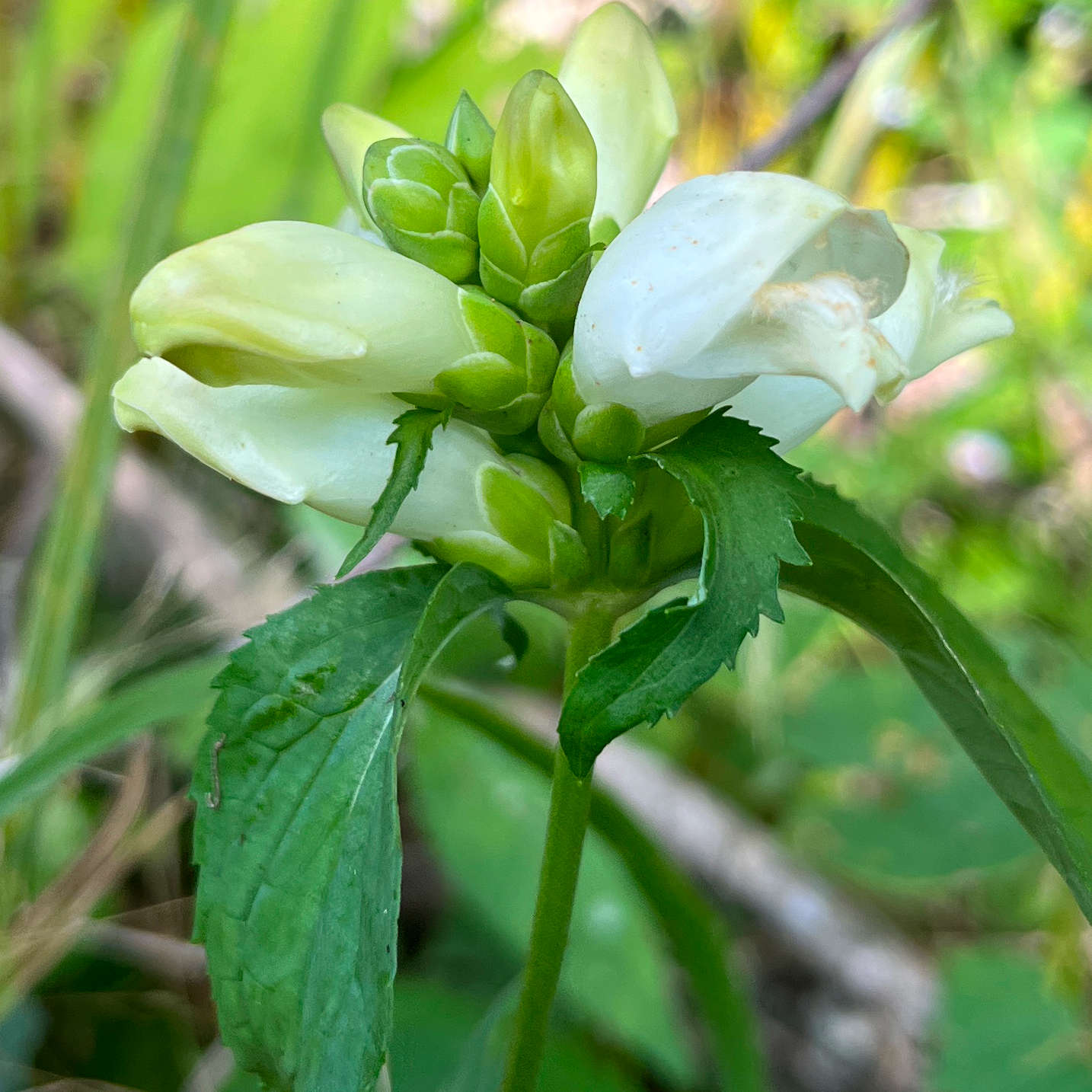 Semences - Galane glabre Akène, culture forestière