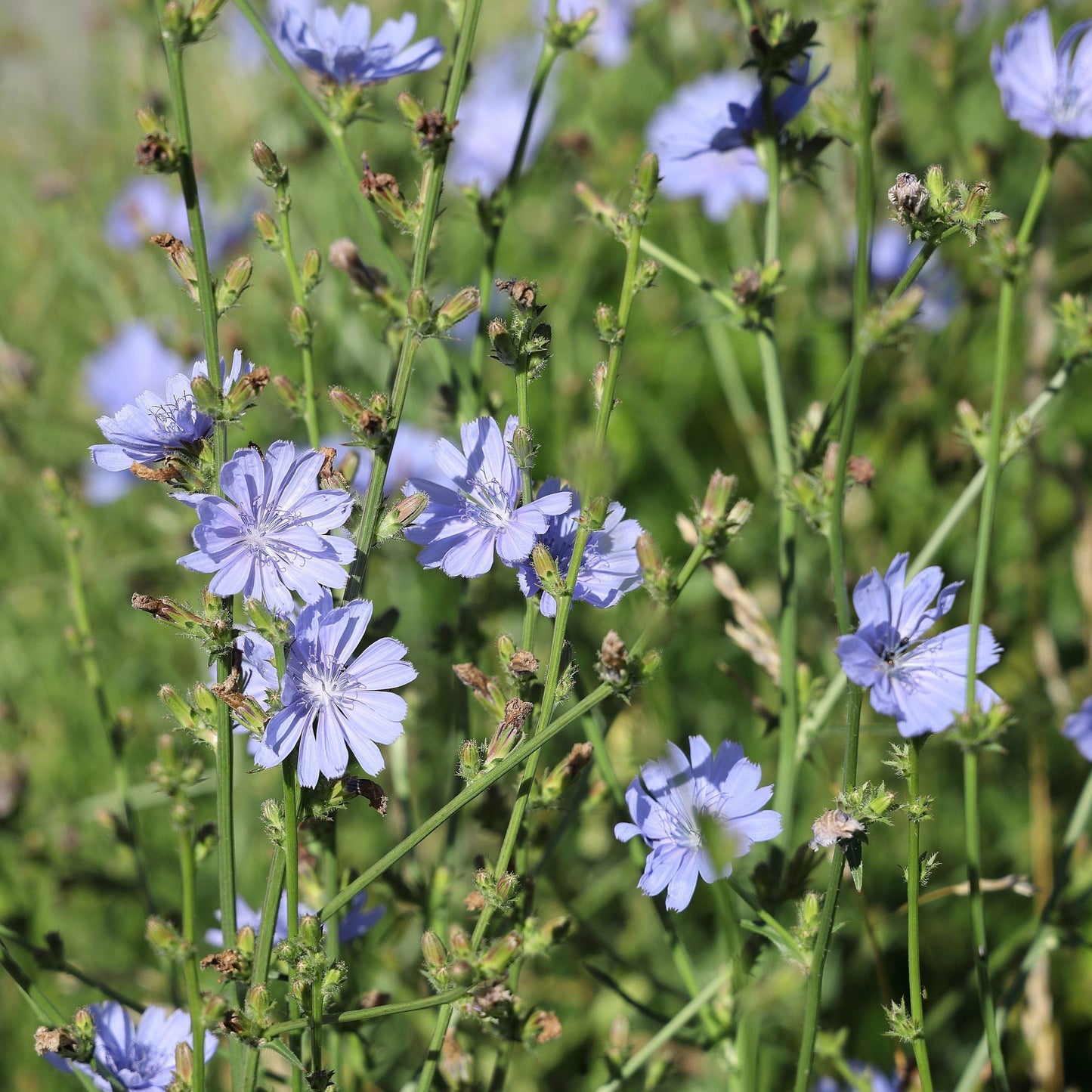 Semences - Chicorée sauvage Akène, culture forestière