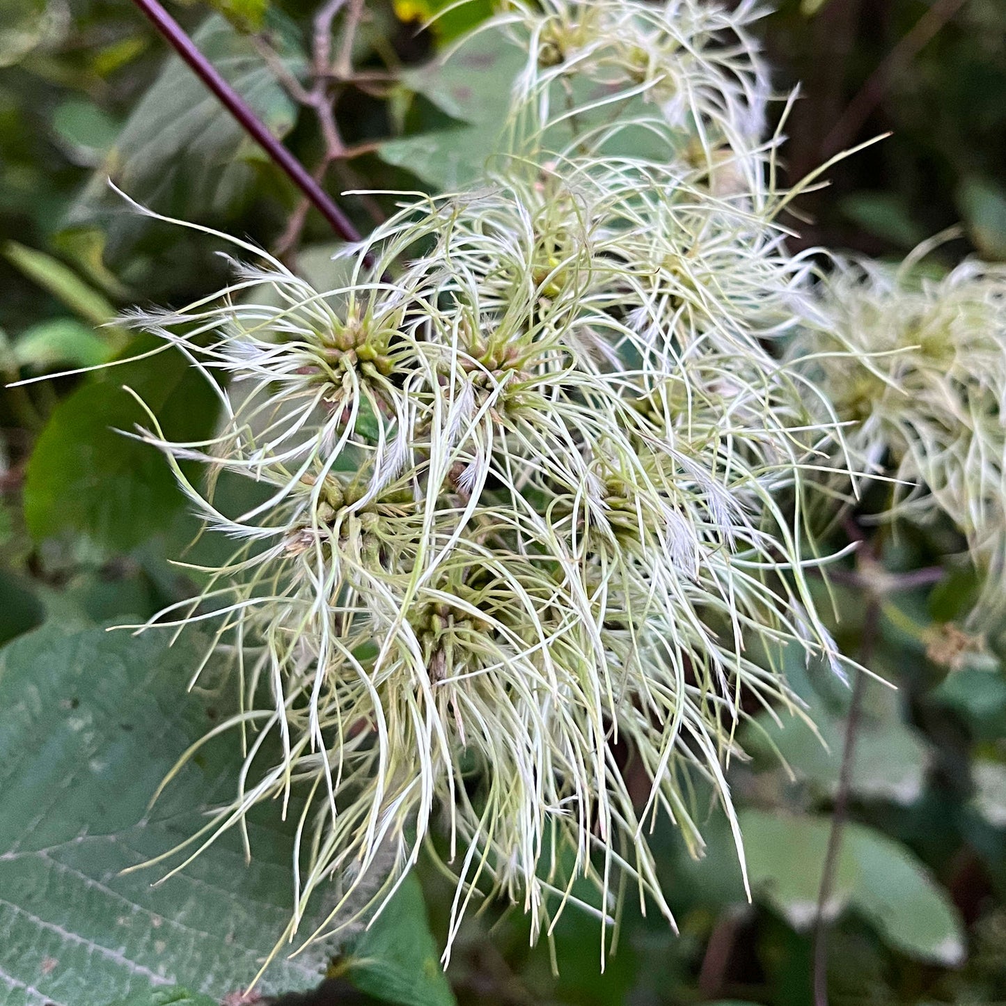 Semences - Clématite de Virginie Akène, culture forestière