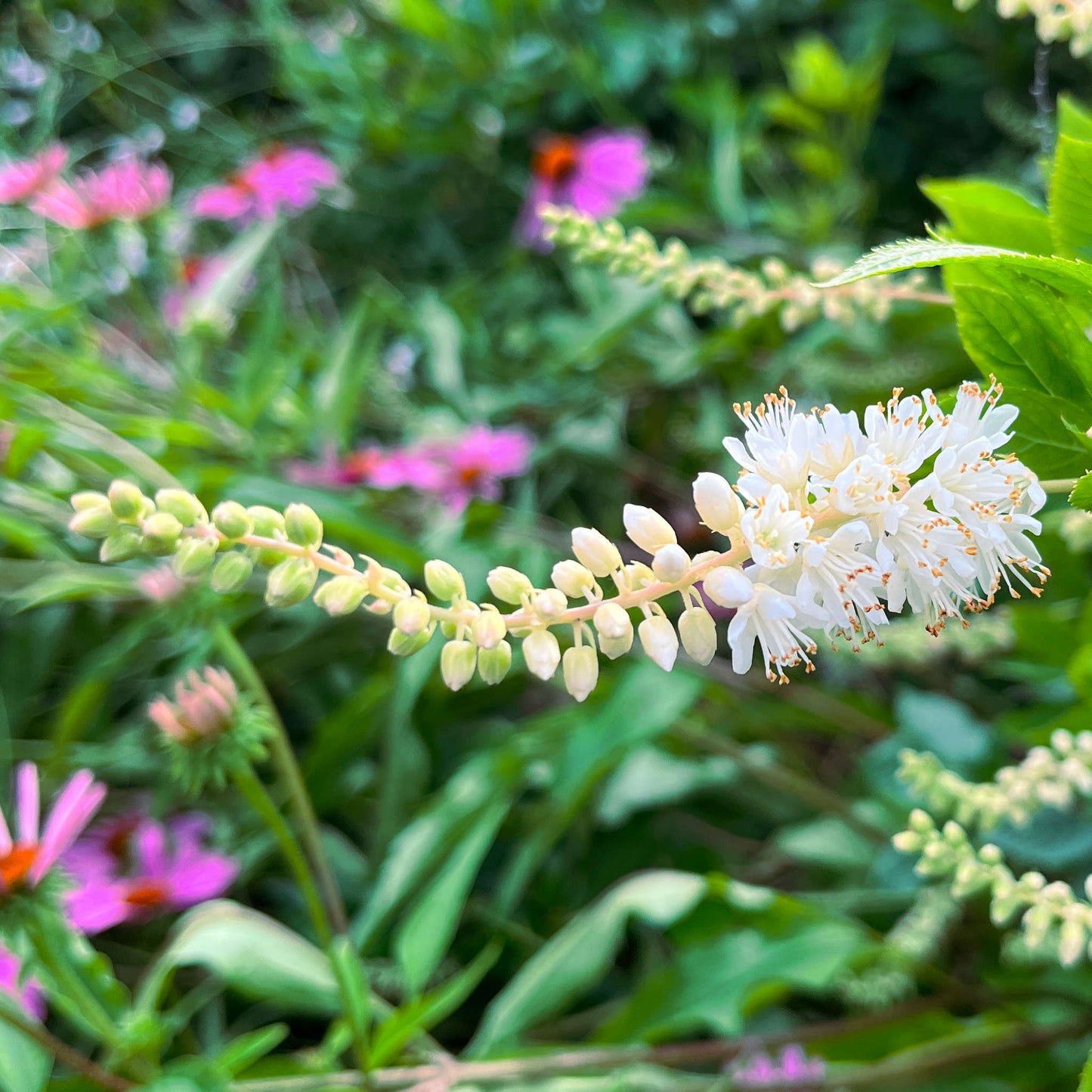 Semences - Clèthre à feuilles d'aulne Akène, culture forestière