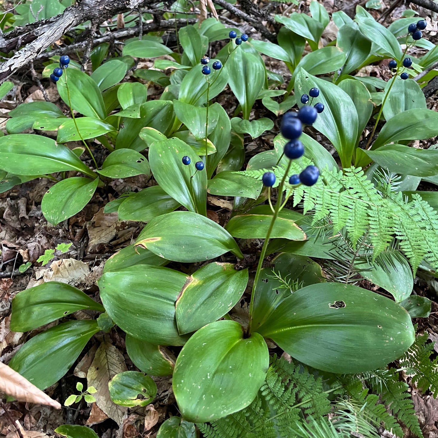 Semences - Clintonie Boréale Akène, culture forestière