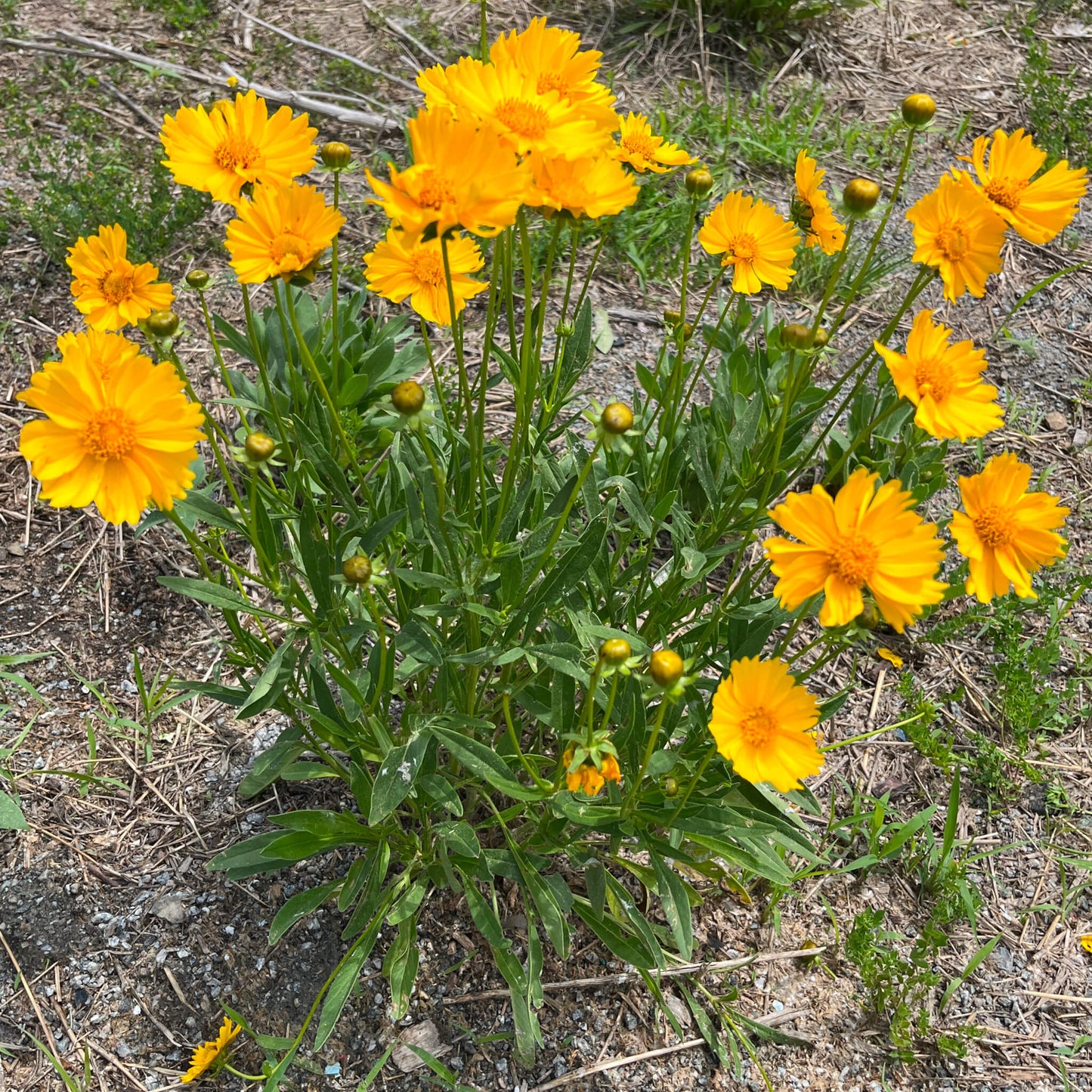 Semences Akene - Coréopsis lancéolé Akène, culture forestière