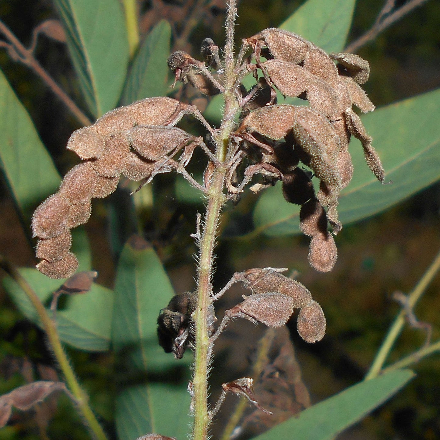 Semences - Desmodie du Canada Akène, culture forestière