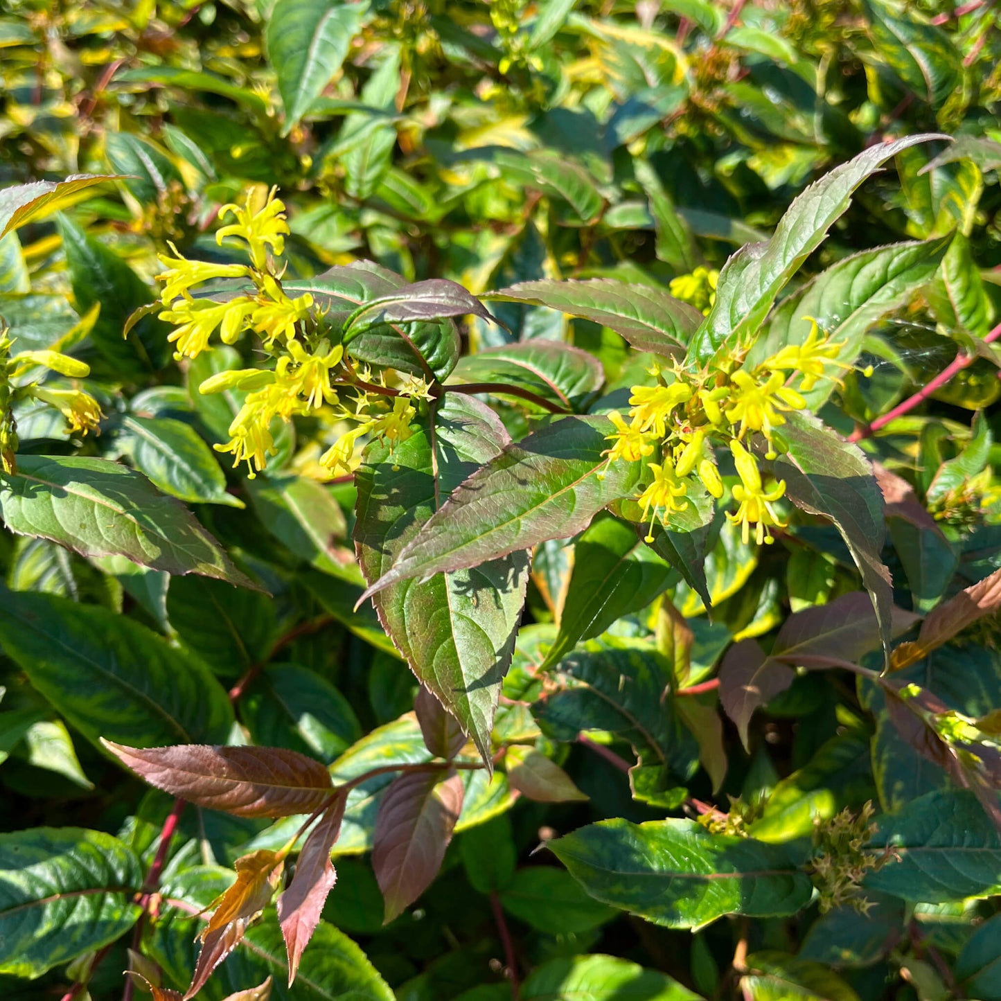 Semences - Dièreville chèvrefeuille Akène, culture forestière