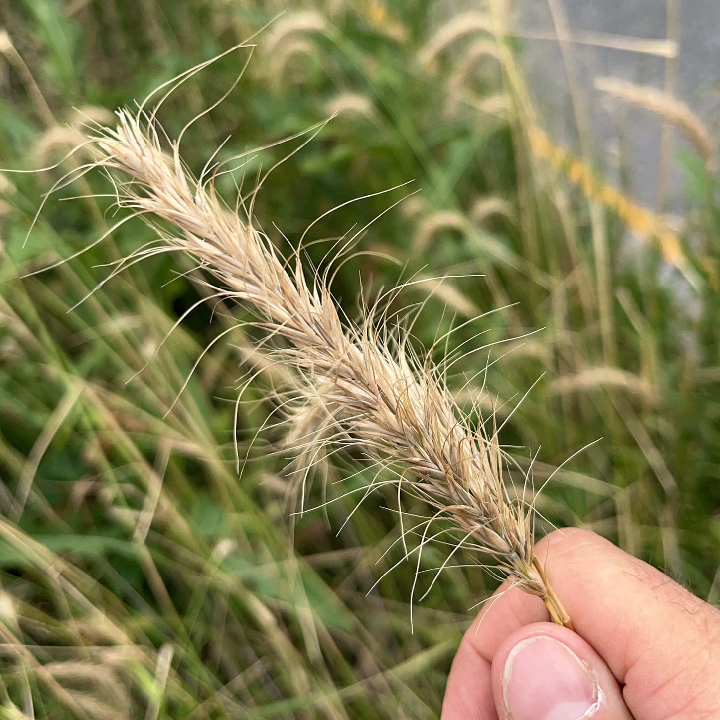 Semences - Élyme du Canada Akène, culture forestière