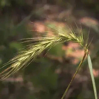 Semences - Élyme des rivages Akène, culture forestière