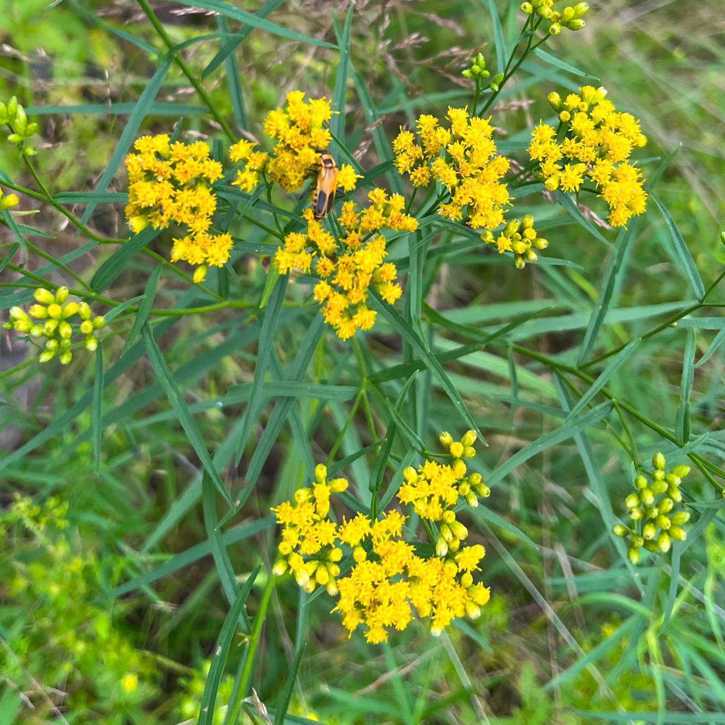 Semences - Verge d'or à feuilles de graminée Akène, culture forestière