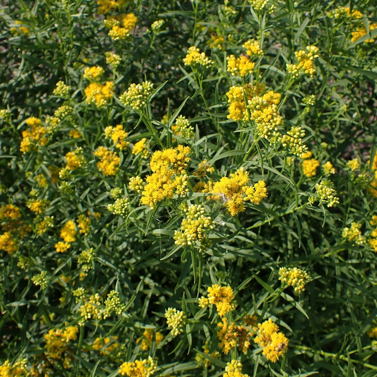 Semences - Verge d'or à feuilles de graminée Akène, culture forestière