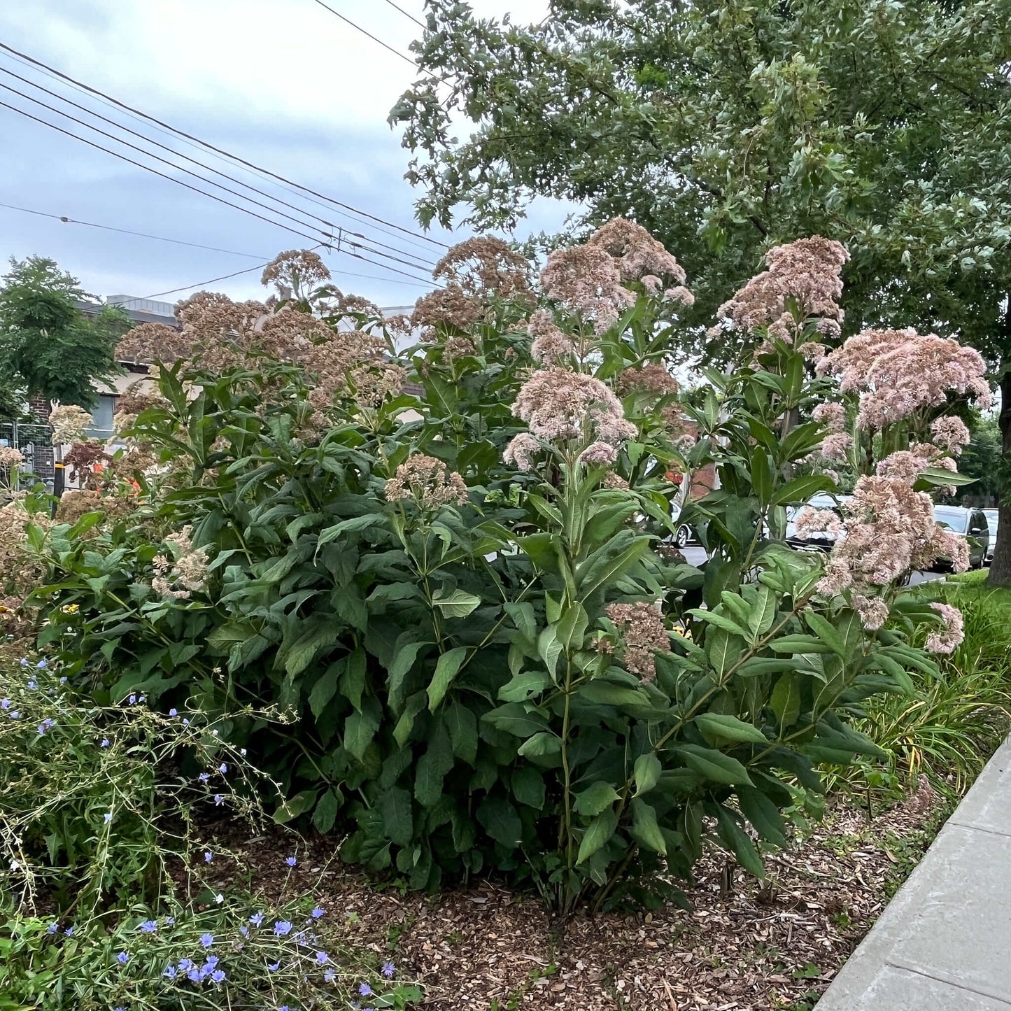 Semences - Eupatoire maculée Akène, culture forestière