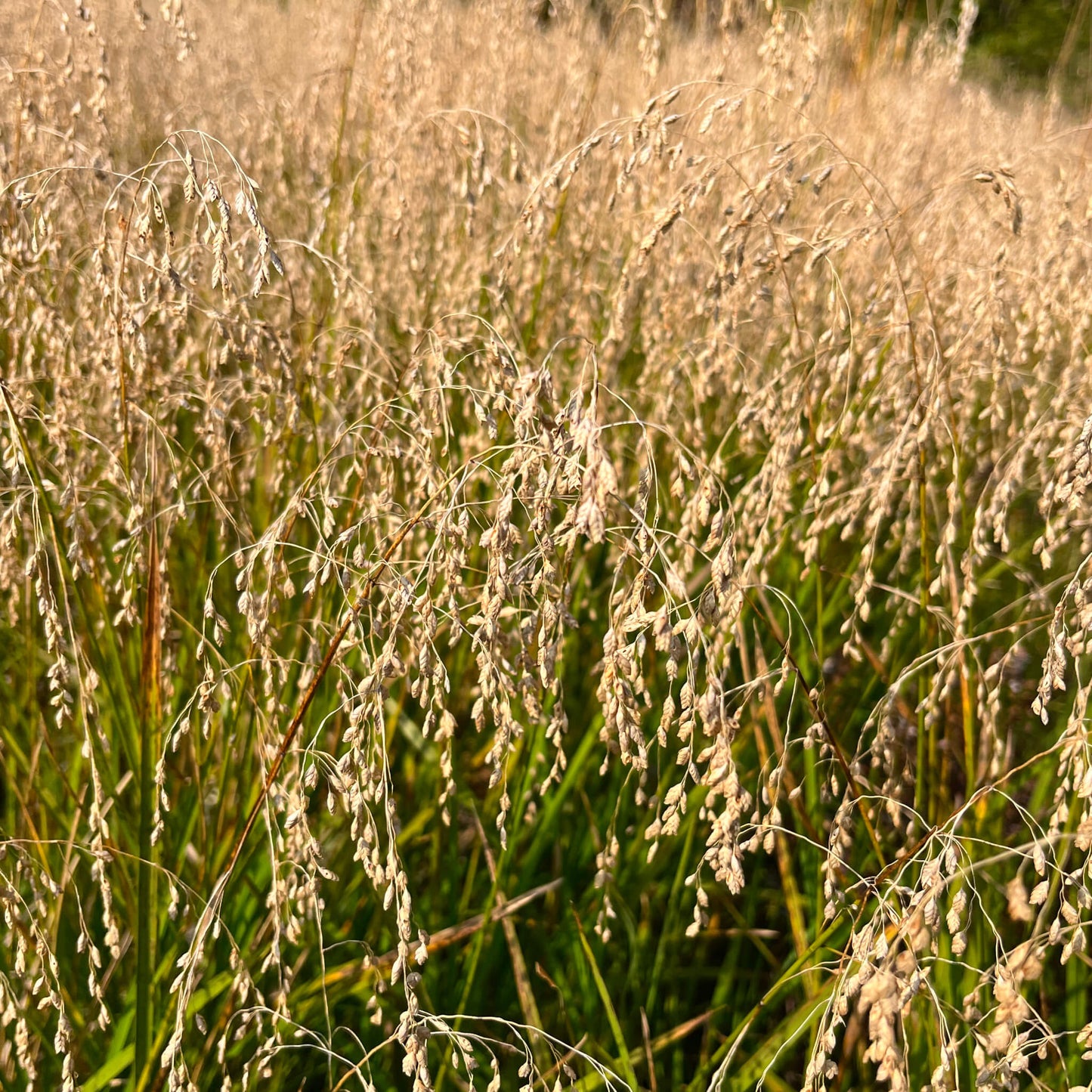 Semences - Glycérie du Canada Akène, culture forestière
