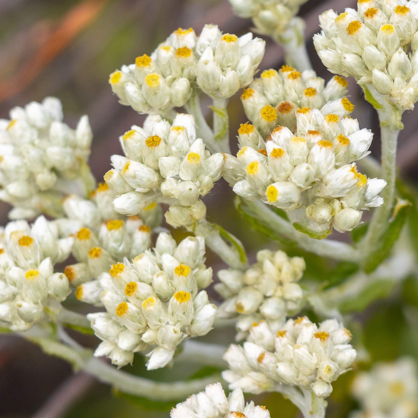 Semences - Gnaphale à feuilles obtuses Akène, culture forestière