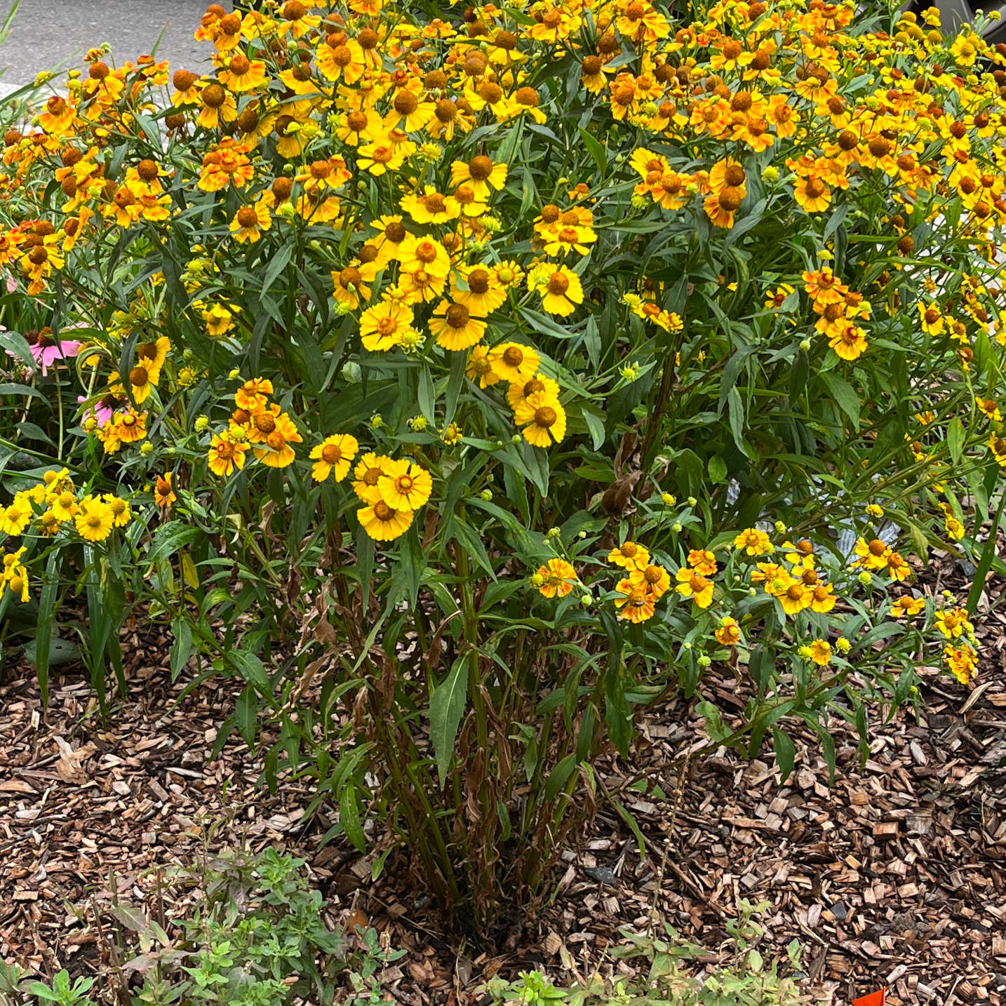 Semences - Hélénie automnale Akène, culture forestière