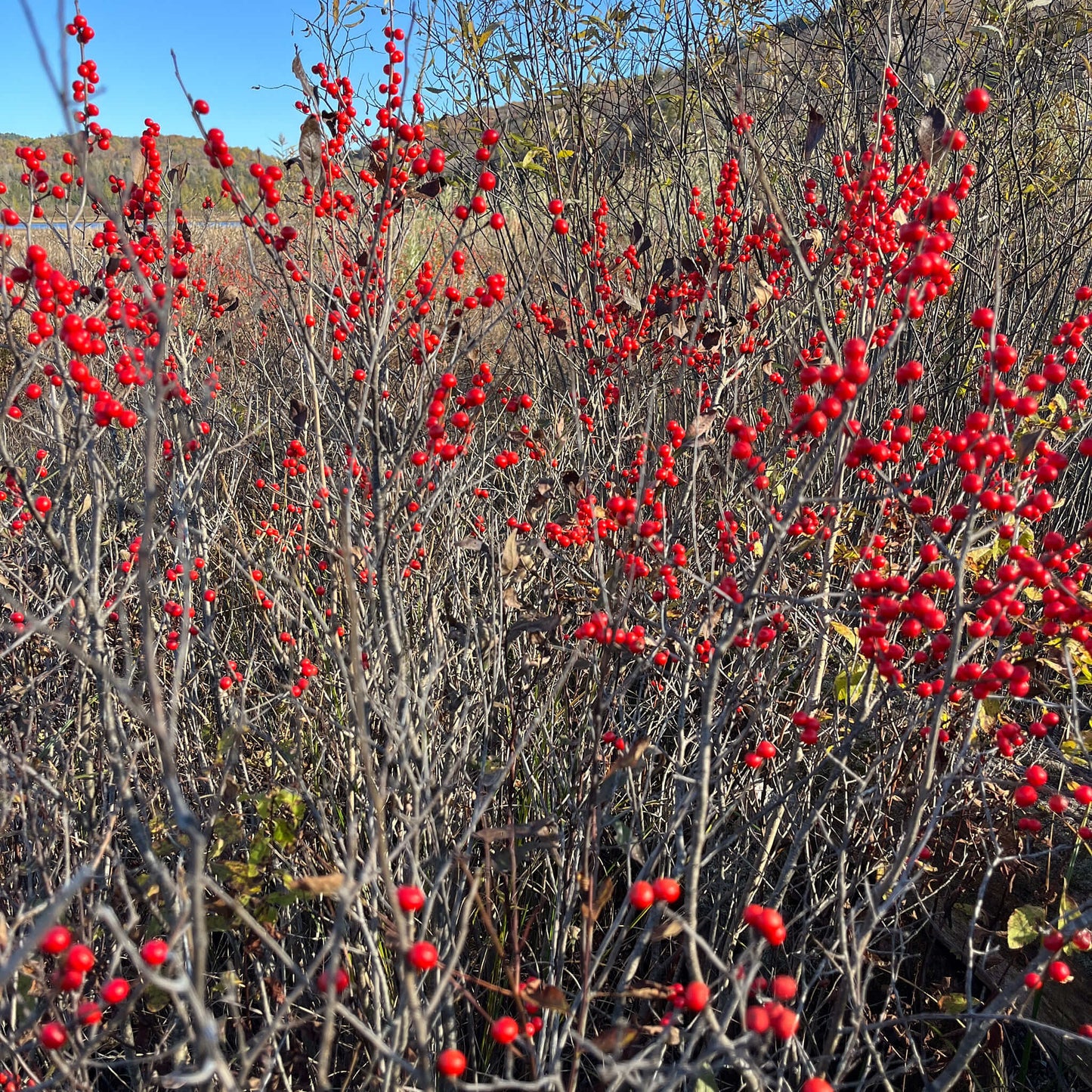 Semences - Houx verticillé Akène, culture forestière