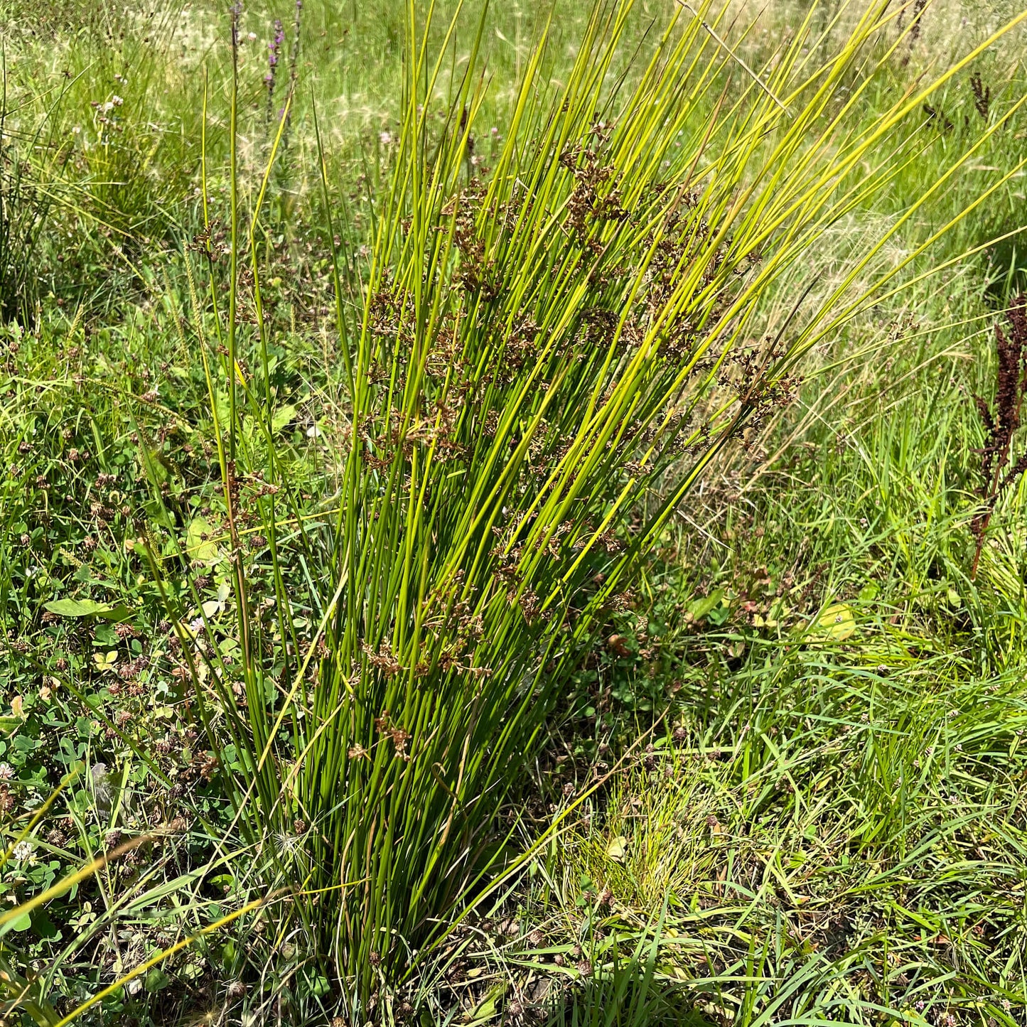 Semences Akene - Jonc épars Akène, culture forestière