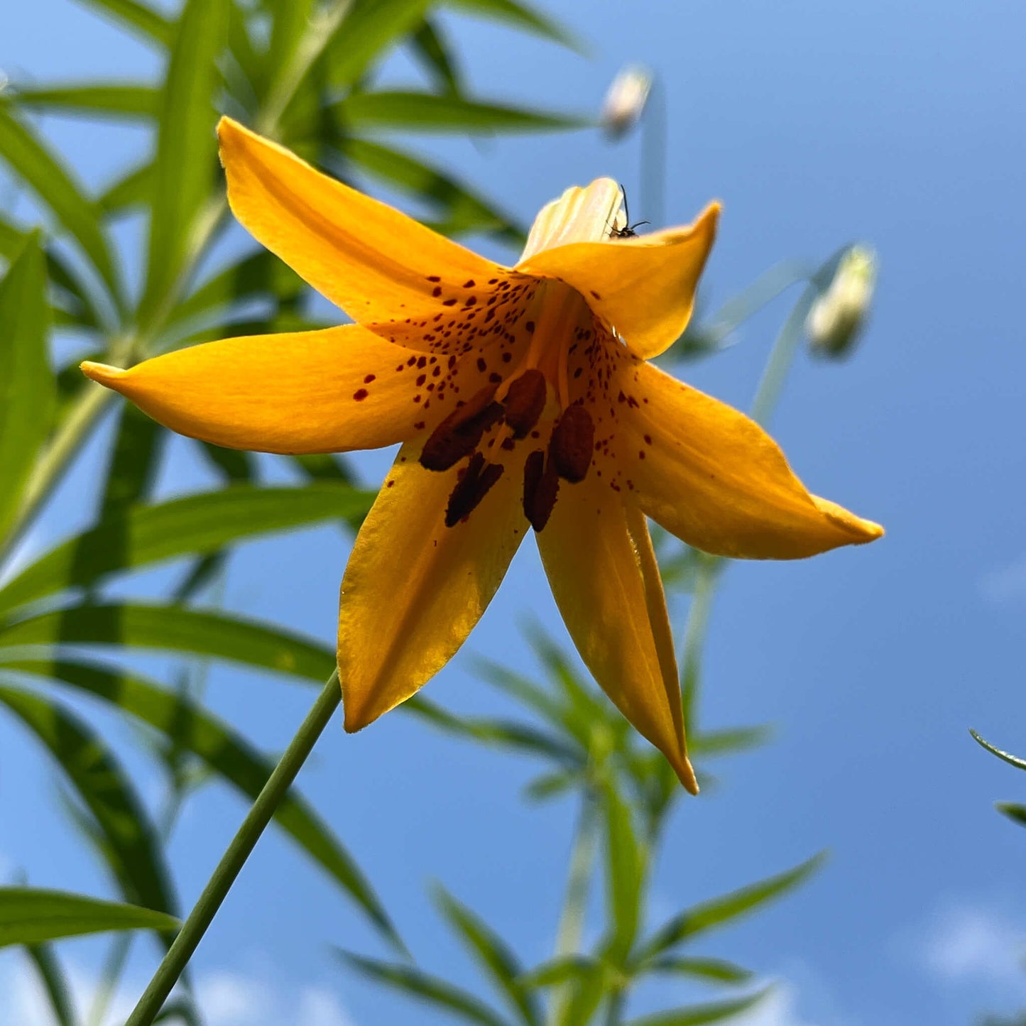 Semences - Lis du Canada Akène, culture forestière