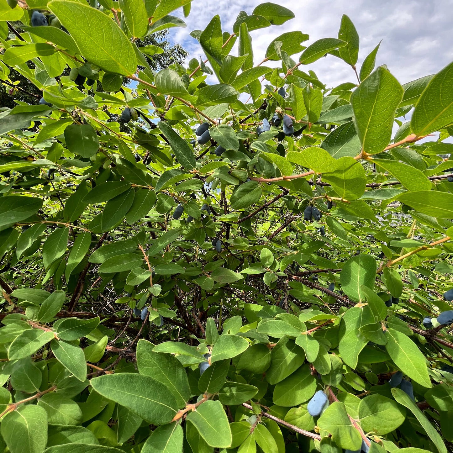 Semences Akene - Camerisier Akène, culture forestière