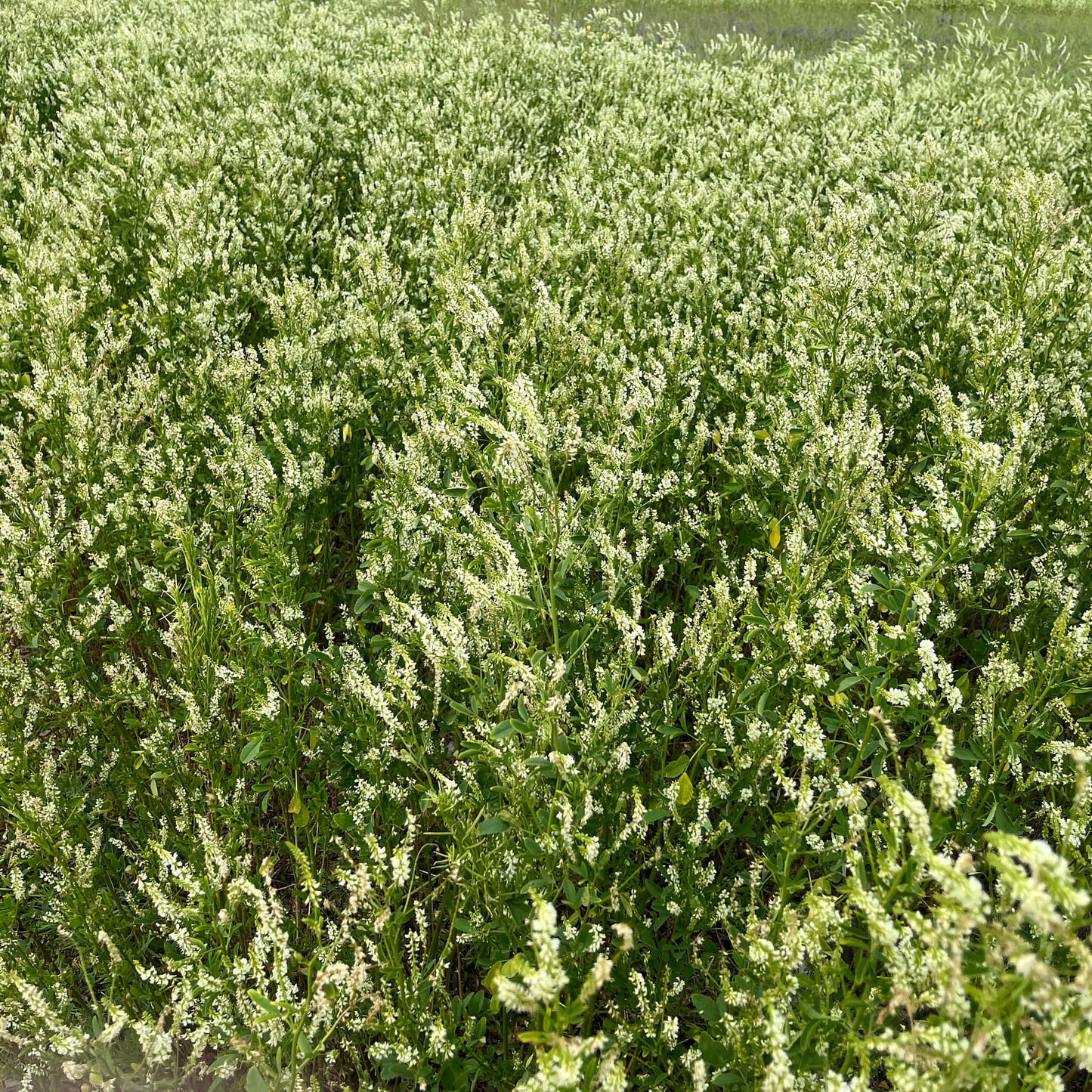 Semences - Mélilot Akène, culture forestière