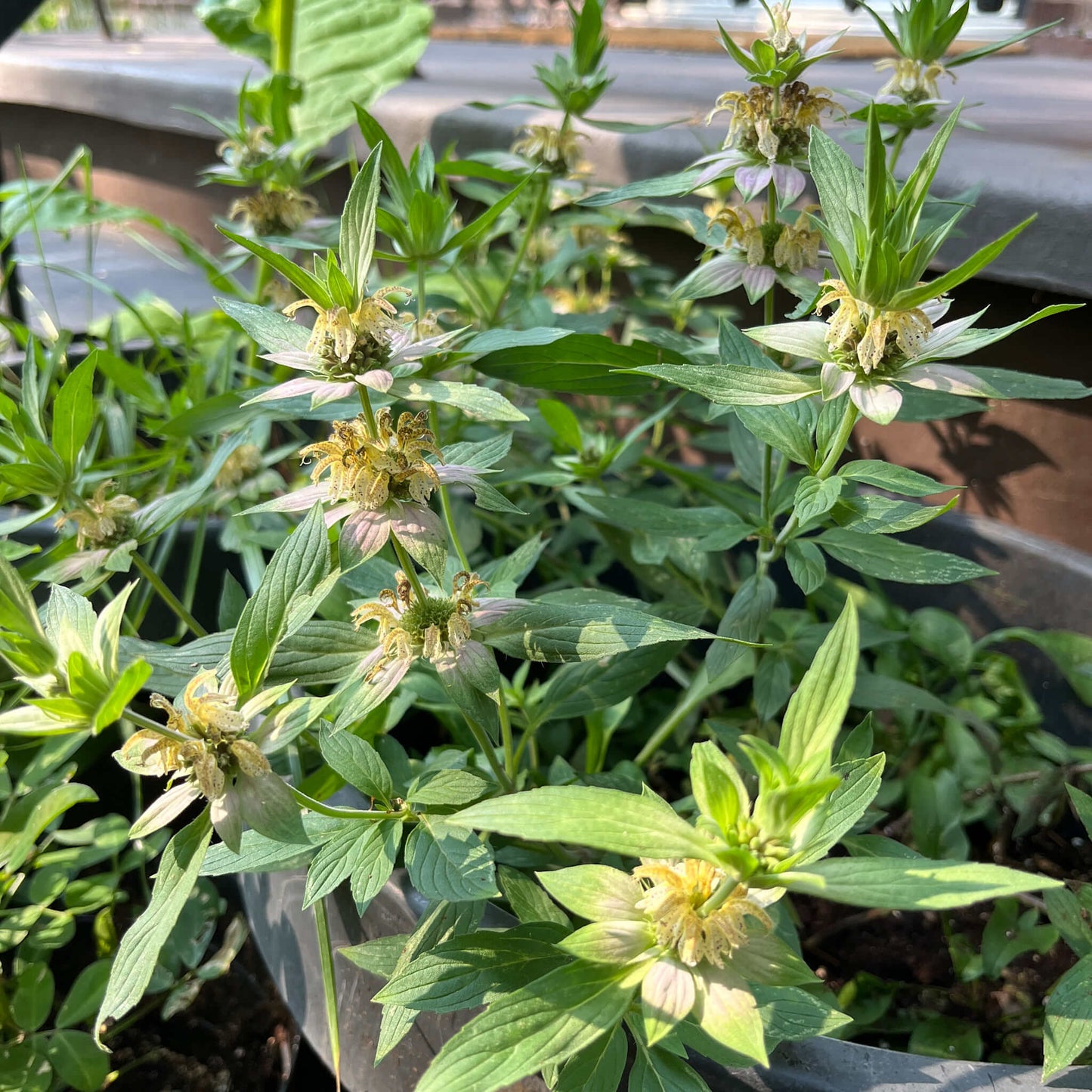 Semences Akene - Monarde ponctuée Akène, culture forestière