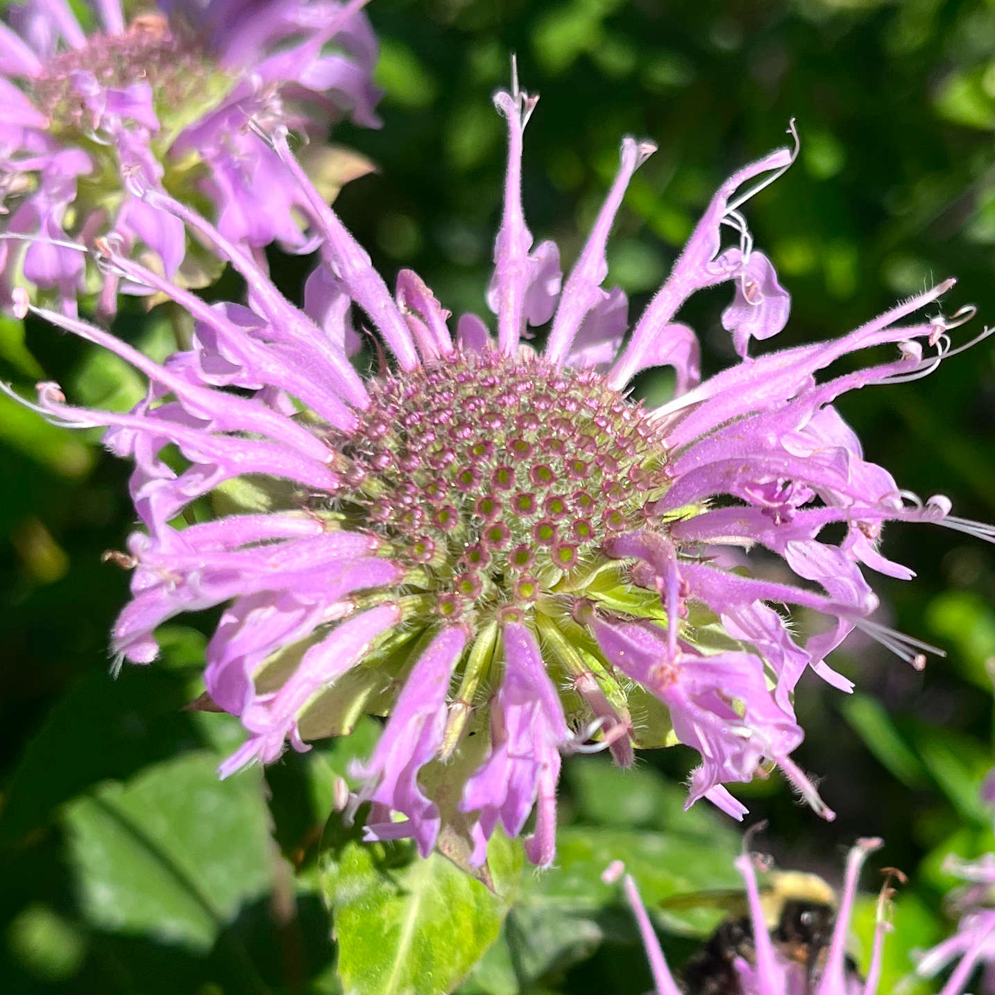 Semences - Monarde fistuleuse Akène, culture forestière