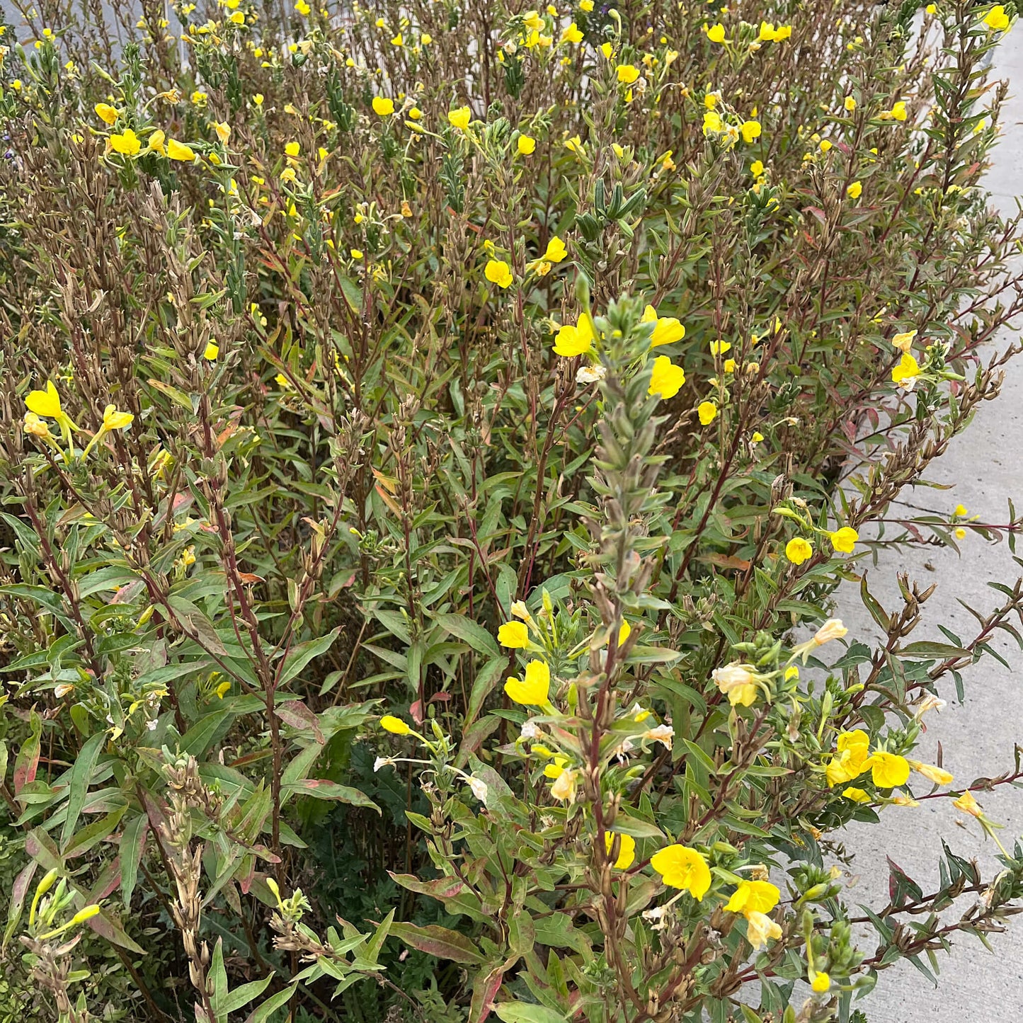 Semences - Onagre bisannuelle Akène, culture forestière