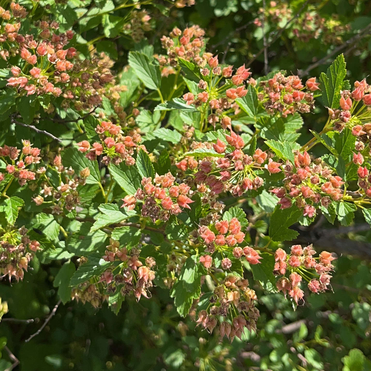 Semences Akene - Physocarpe à feuille d'obier Akène, culture forestière